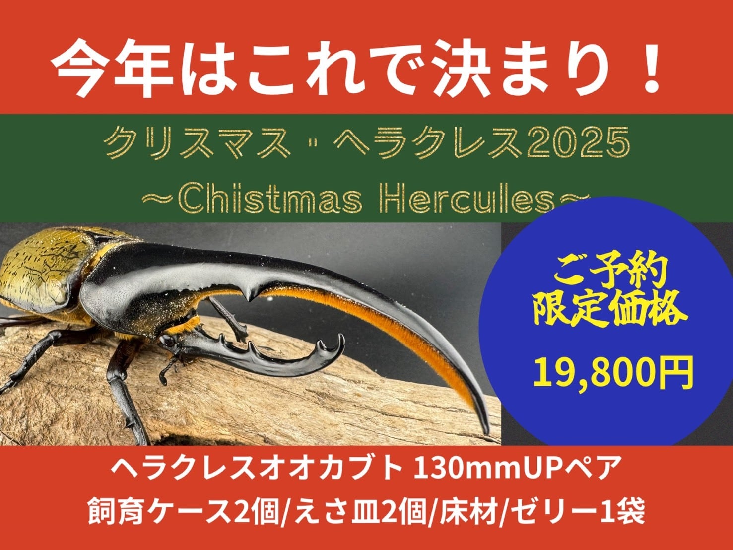 標本】チェンミヤマクワガタ チベット産 野外品 66.2ミリ 標本】チェン 標本】チェンミヤマクワガタ チベット産 野外品 66.2ミリ 標本】チェン