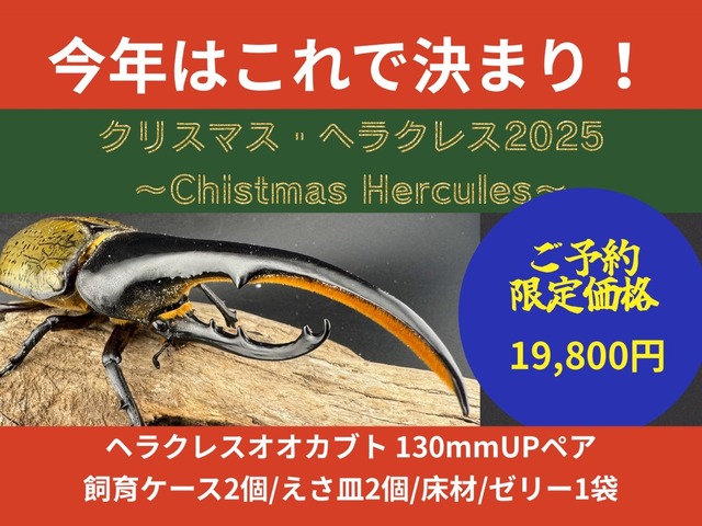 【ヘラクレス確定】クリスマス・ヘラクレス BOX（お得箱）
