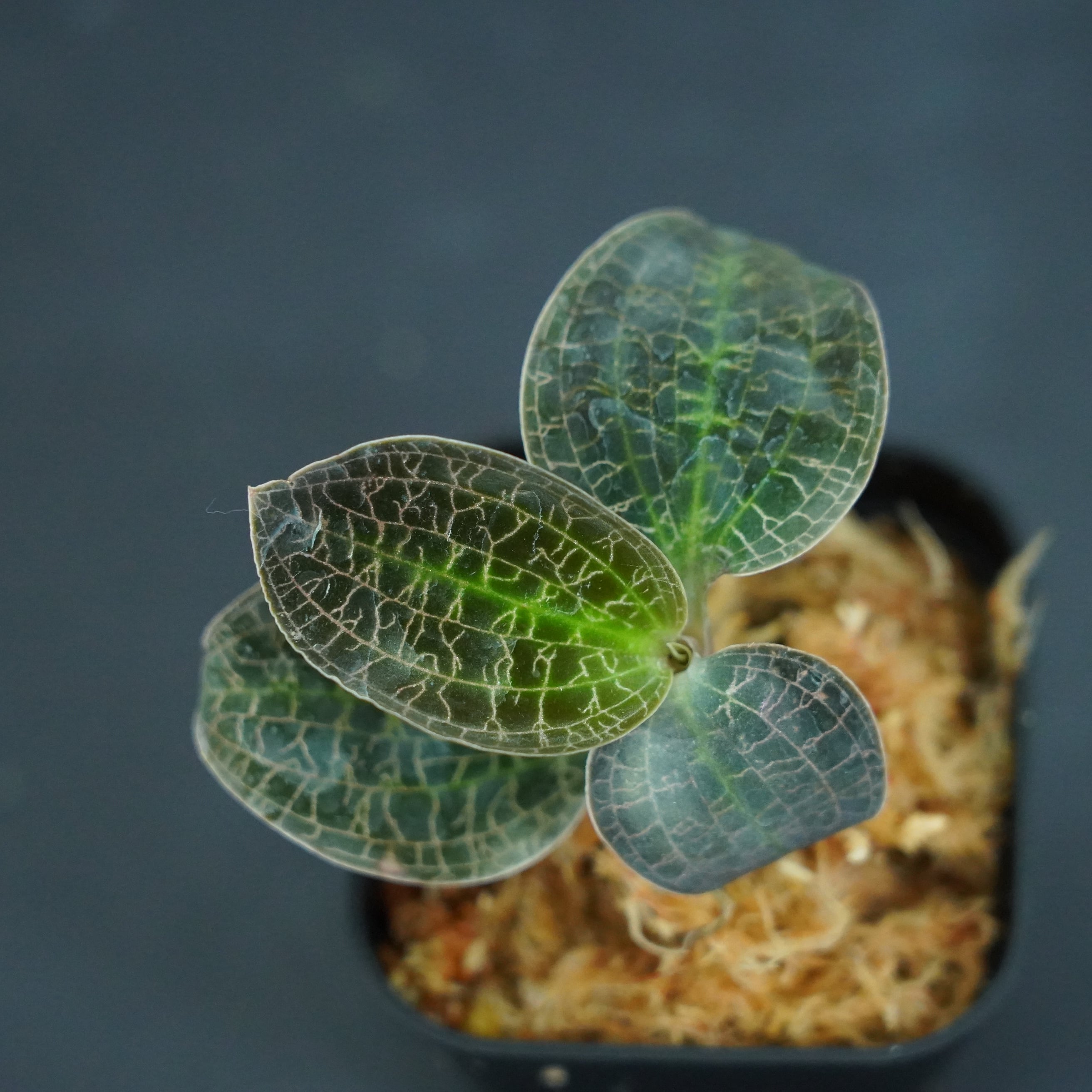 Lepanthes chorista 原種エクアドルミニチュアオーキッドパルダ Lepanthes chorista エクアドルミニチュアオーキッドレパンテス - メルカリ