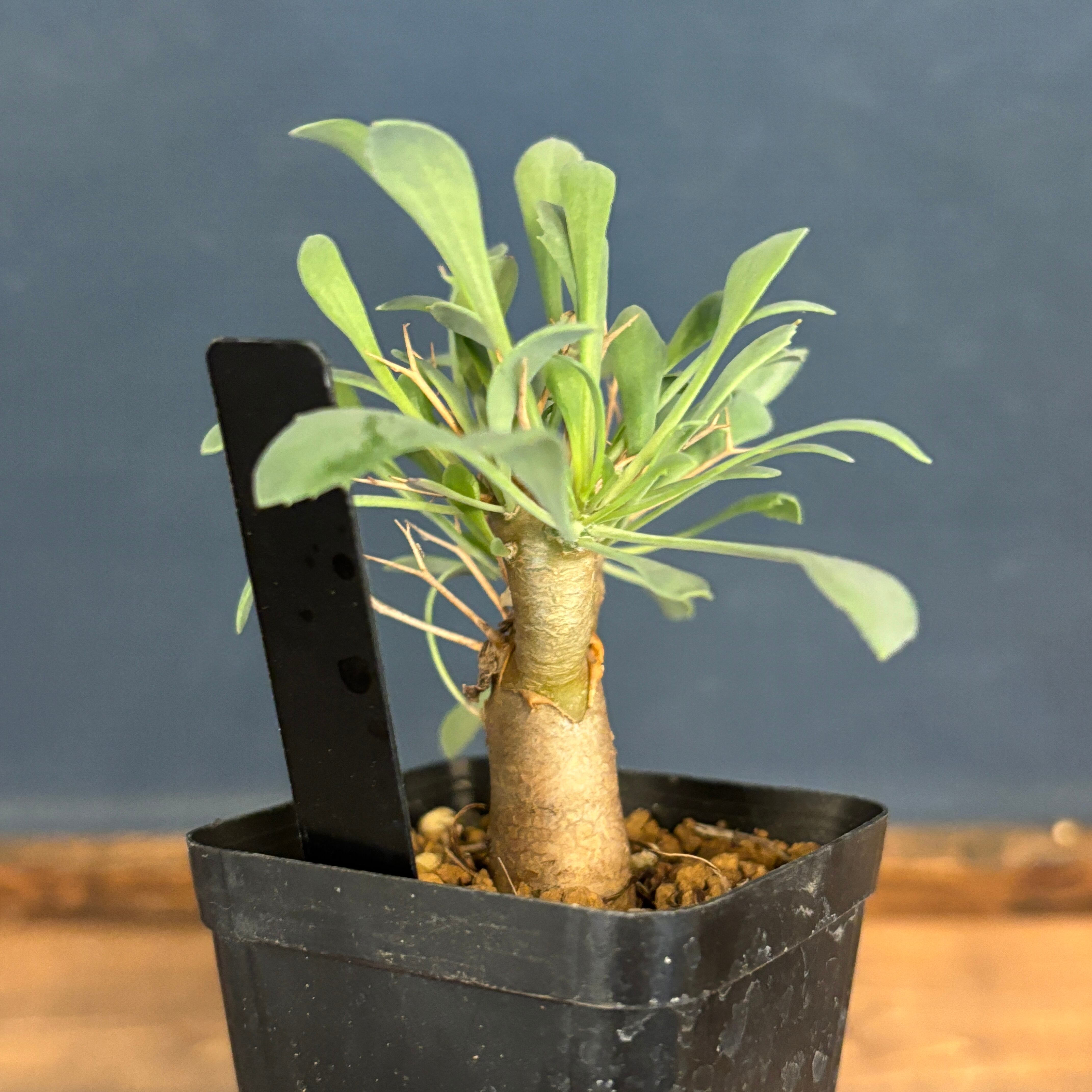 オトンナ ユーフォルビオイデス トリプリネルビア 10本セット① オトンナ ユーフォルビオイデス