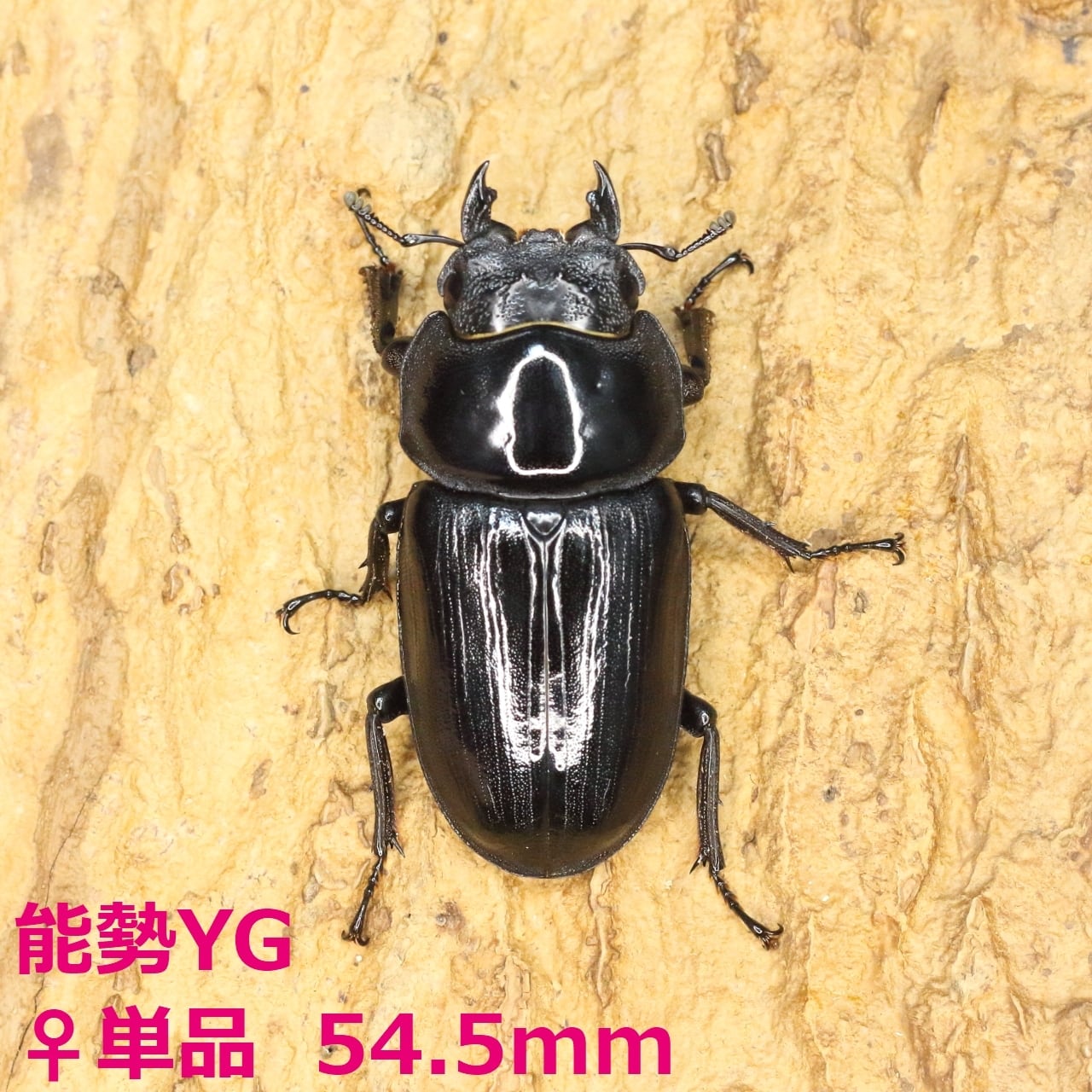 ネプチューンオオカブト♀67 単品 公式通販 ネプチューンオオカブト♀67 単品 公式通販