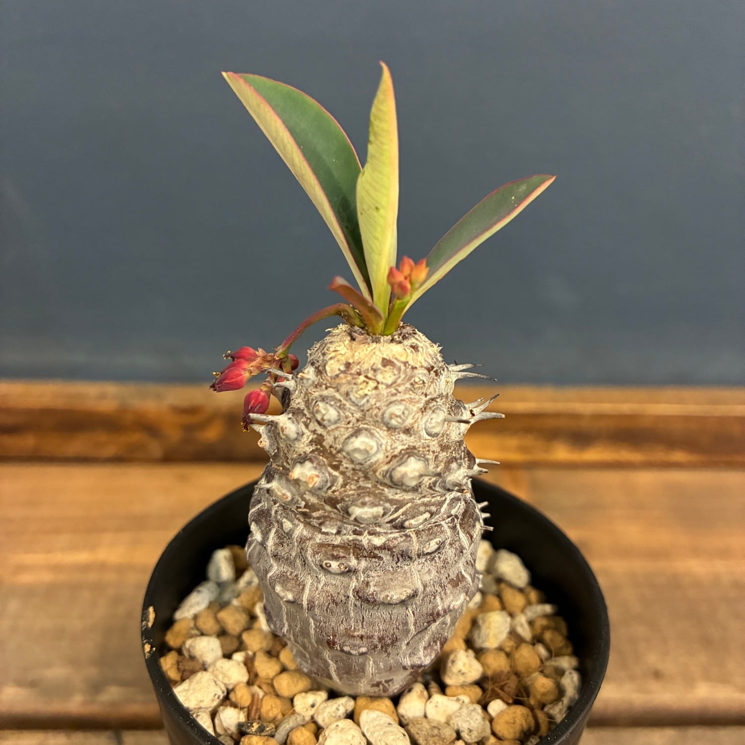 PROTOLEAF プロトリーフ
