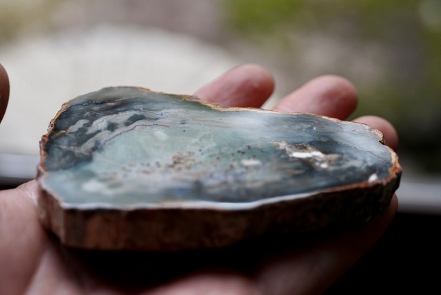 珪化木 Araucarioxylon A