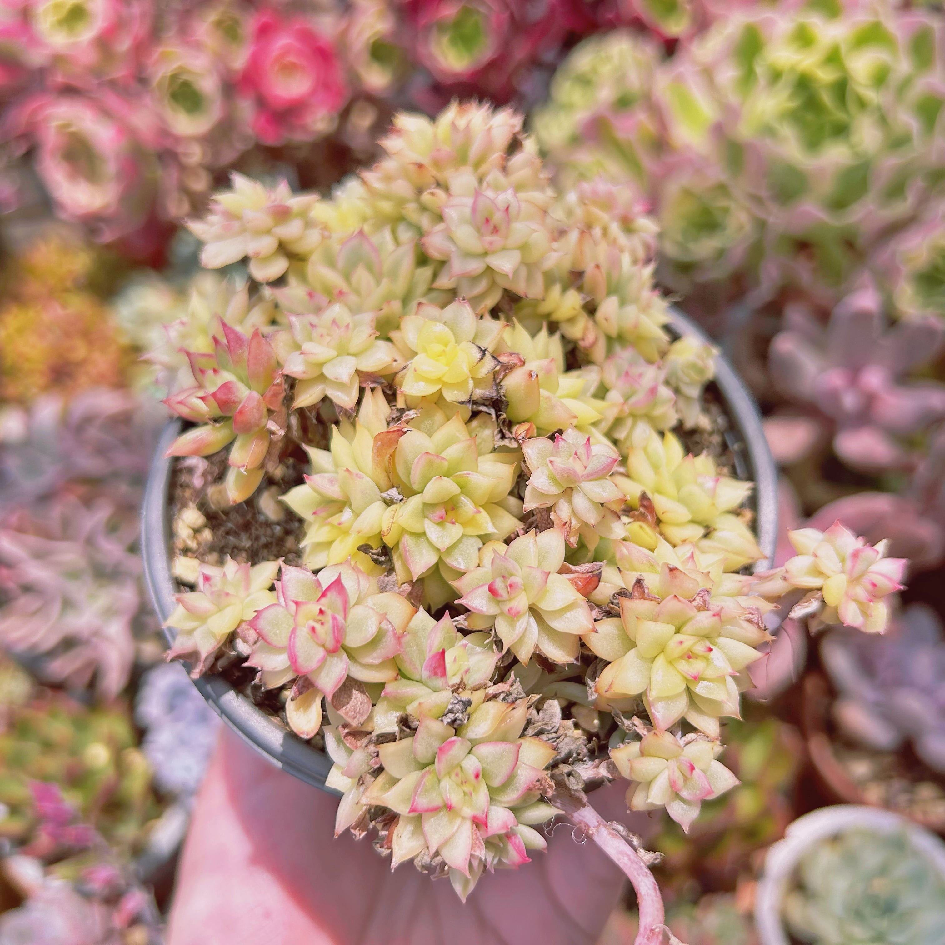 1007現物 多肉植物 女雛錦 特大 抜き苗 | るる農園~多肉植物専門