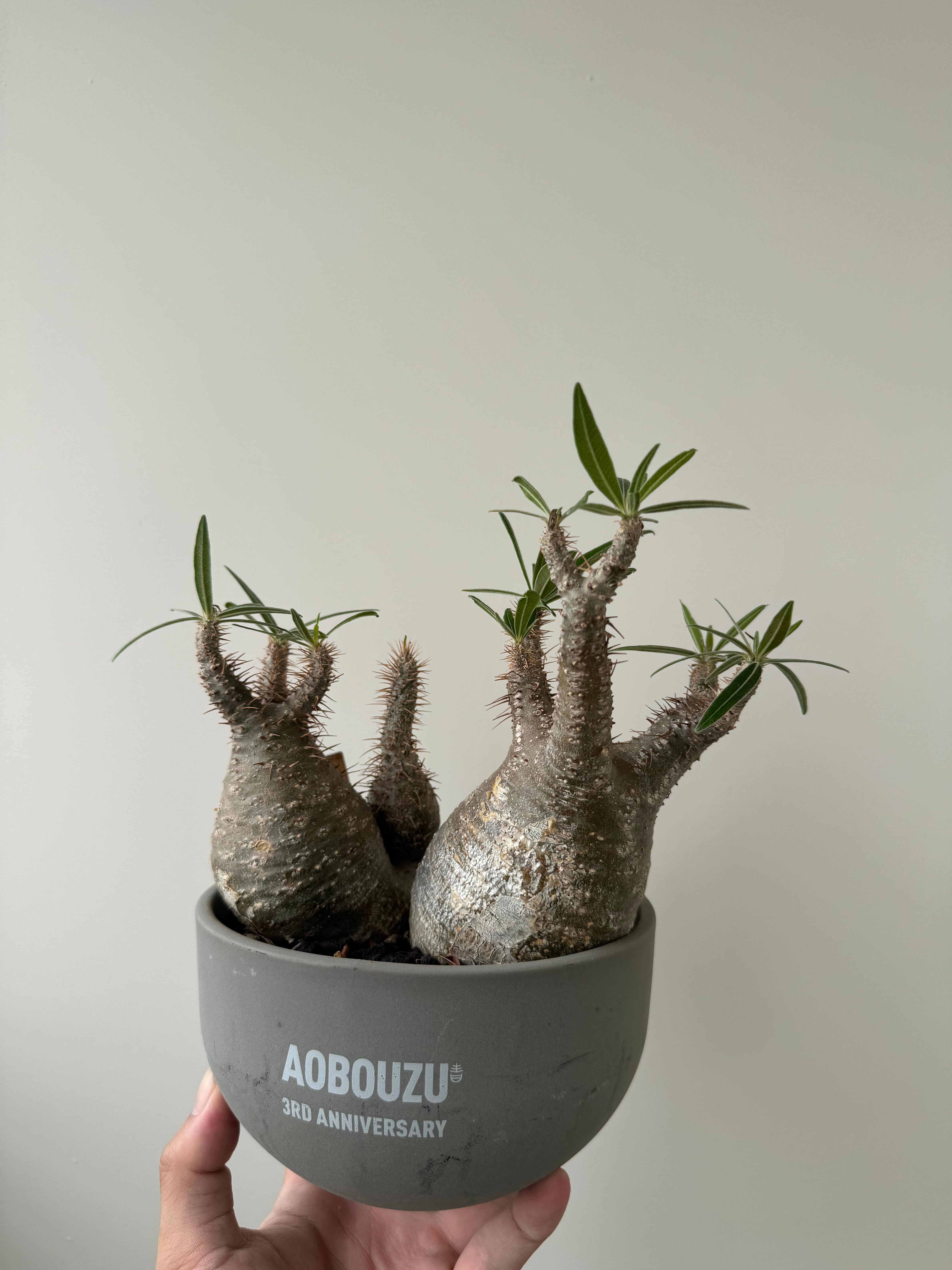 40.パキポディウム グラキリス パキポディウム グラキリス 40