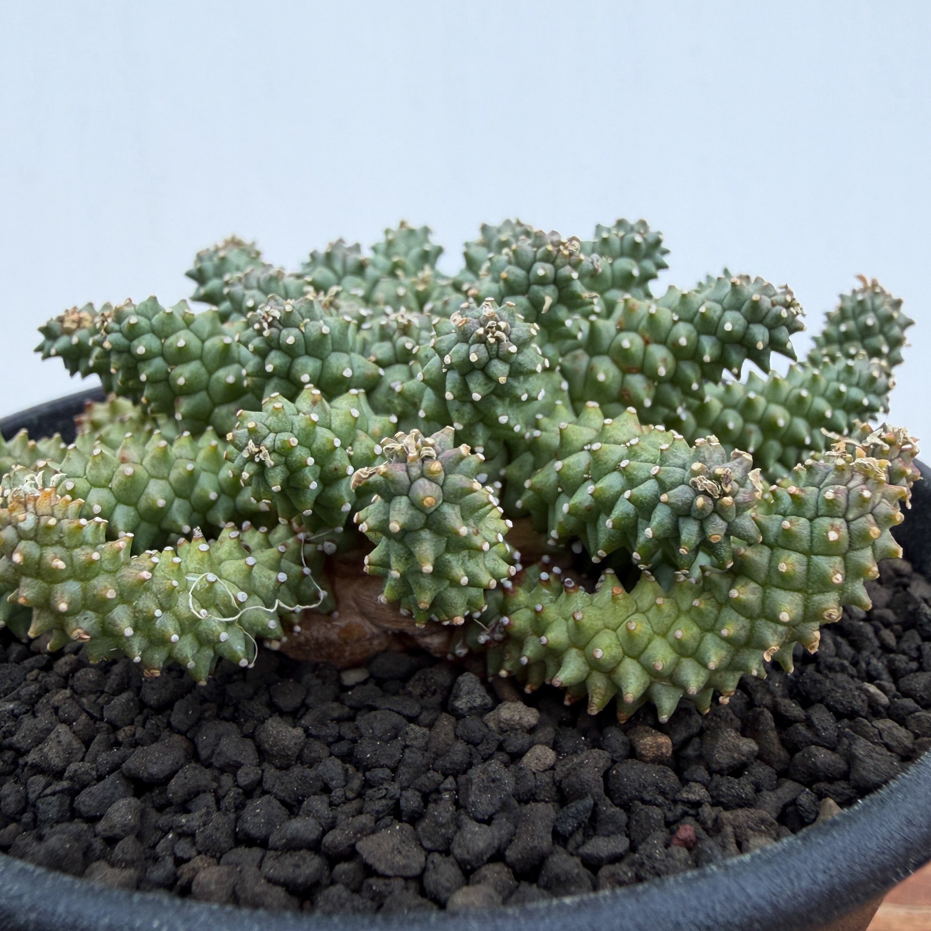 Euphorbia atroviridis【ユーフォルビア・アトロビリディス】 | RIMO'S