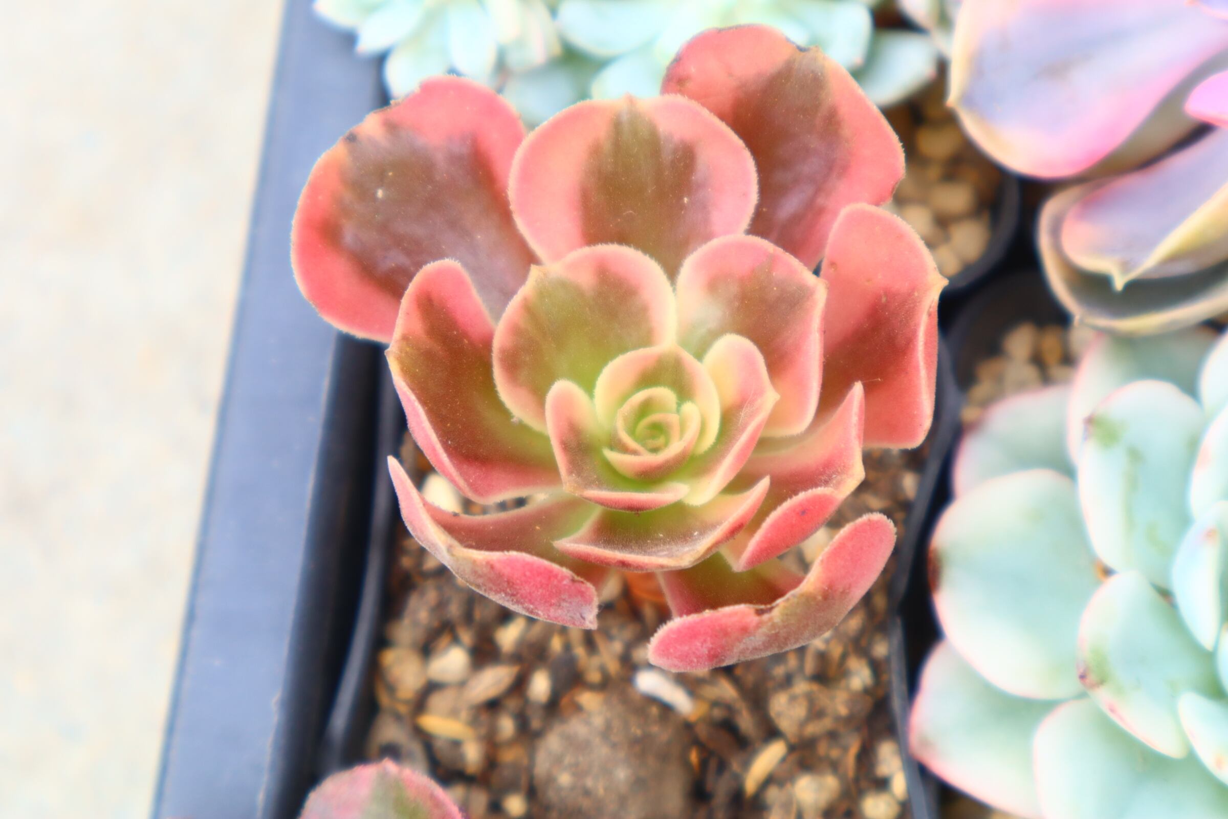 778.アエオニウム・LoveGod | 二代目大和高原の多肉屋