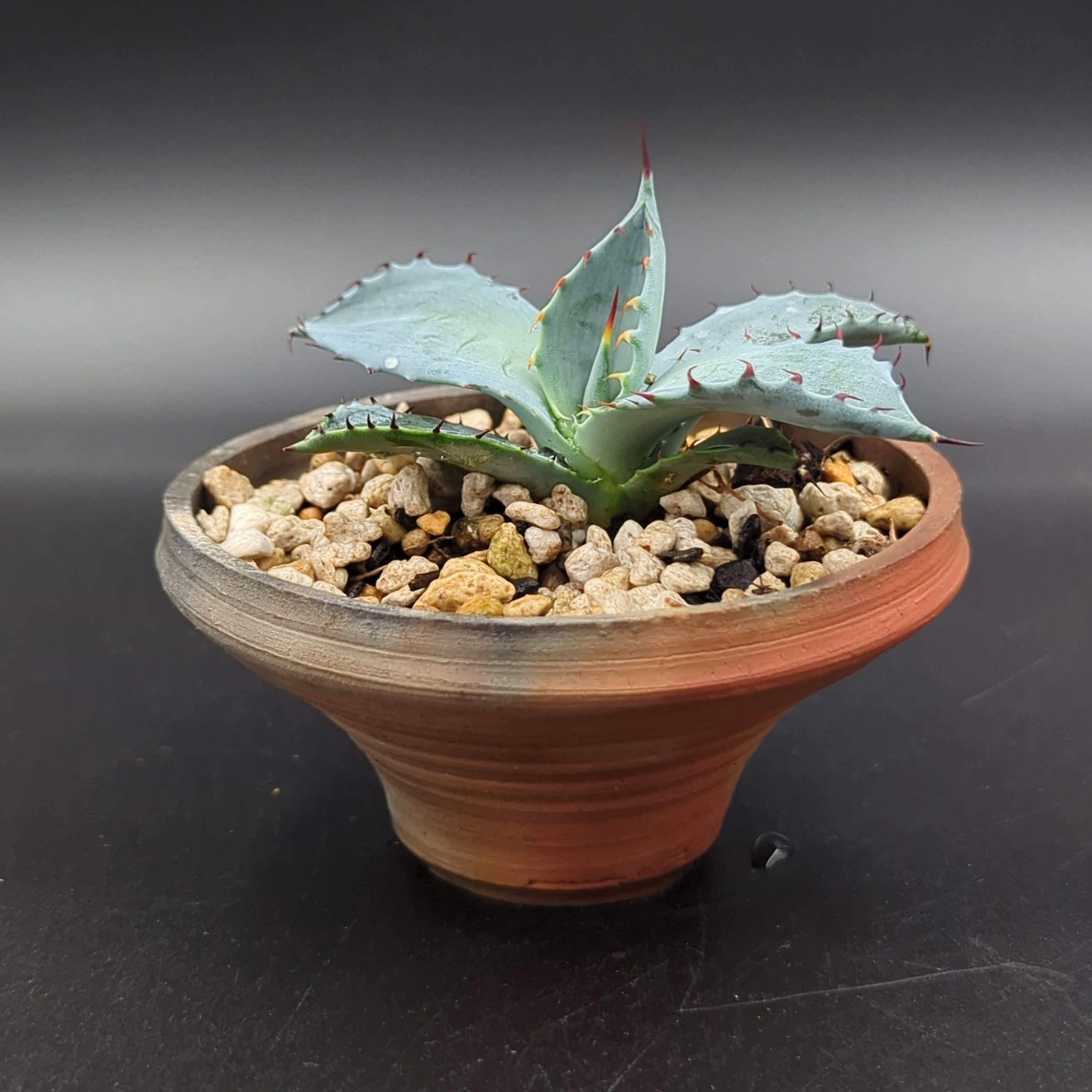 アガベ・アデニウム・バルサミフェラ　セット（一部作家鉢） アガベ・アデニウム・バルサミフェラ セット（一部作家鉢） アガベ