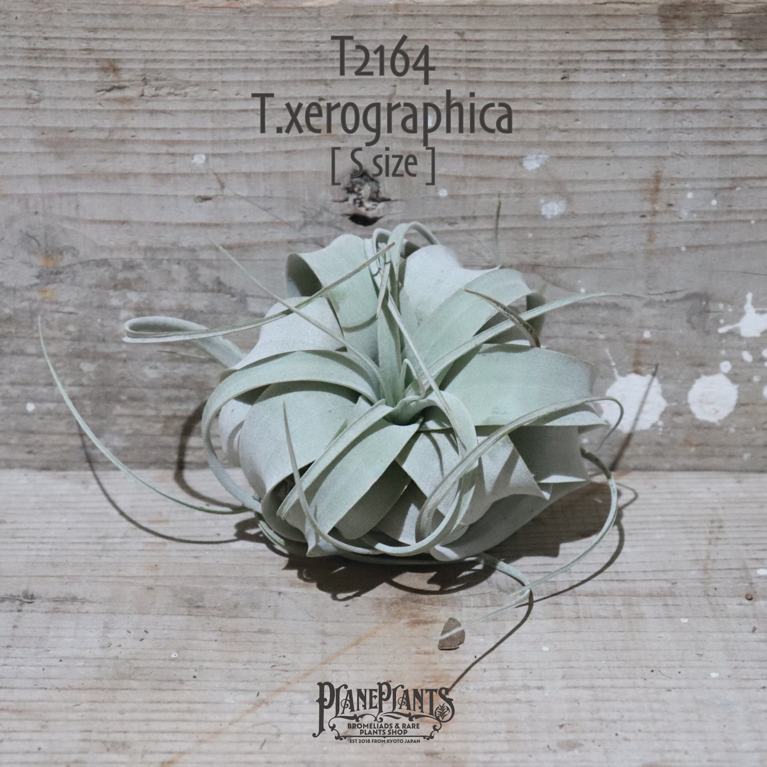 【送料無料】キセログラフィカ S〔エアプランツ〕現品発送T2164