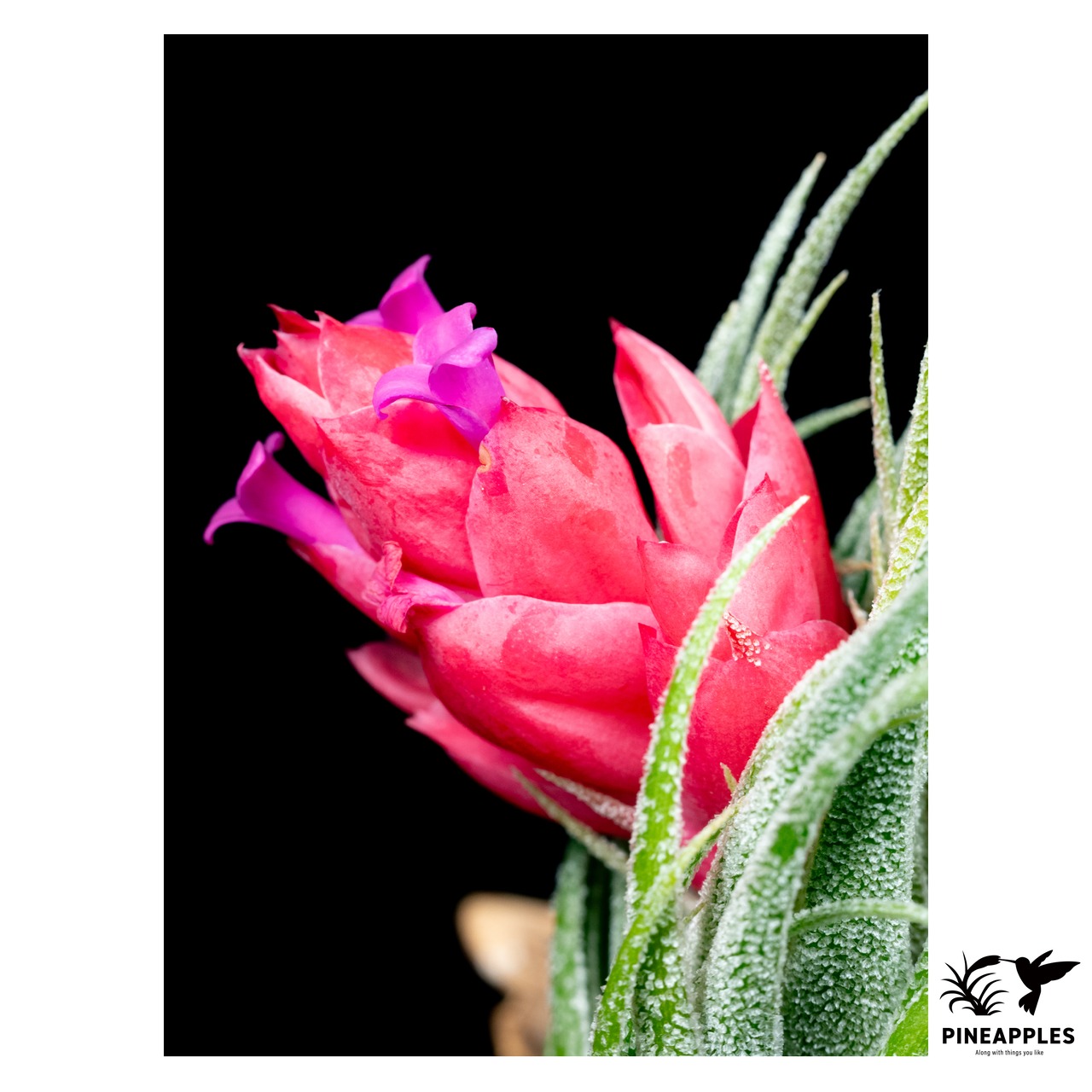 Tillandsia sprengeliana (Large Clone) Ex. Koehres - 3