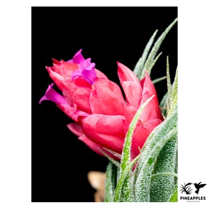 Tillandsia sprengeliana (Large Clone) Ex. Koehres