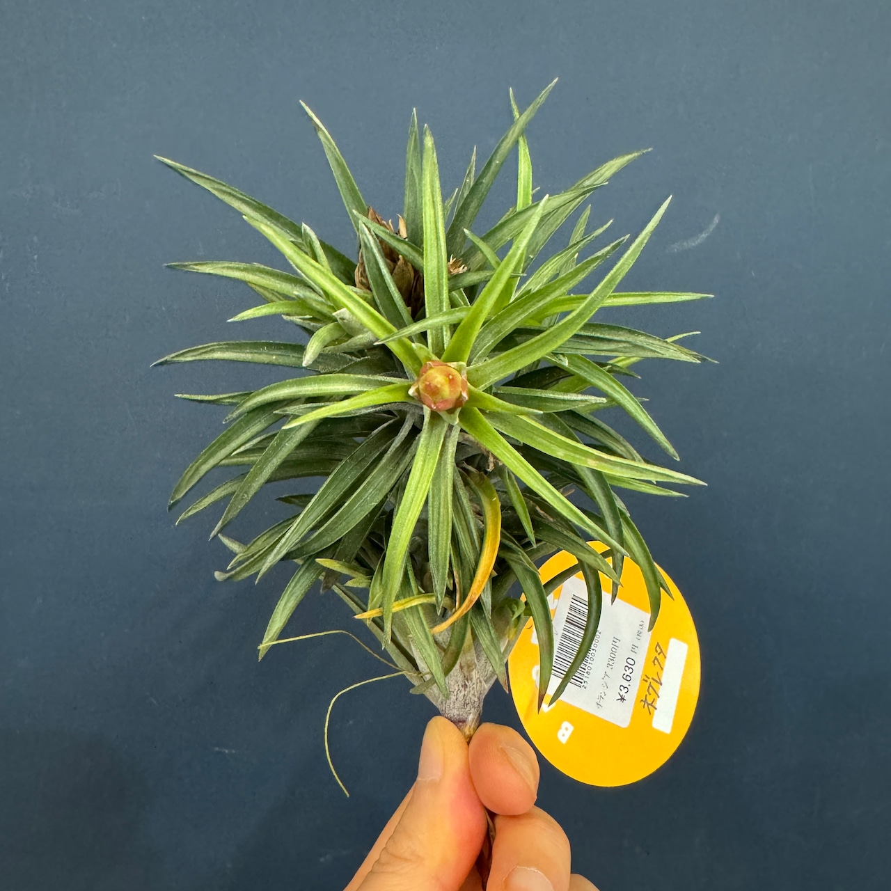 チランジア ネグレクタ【213】