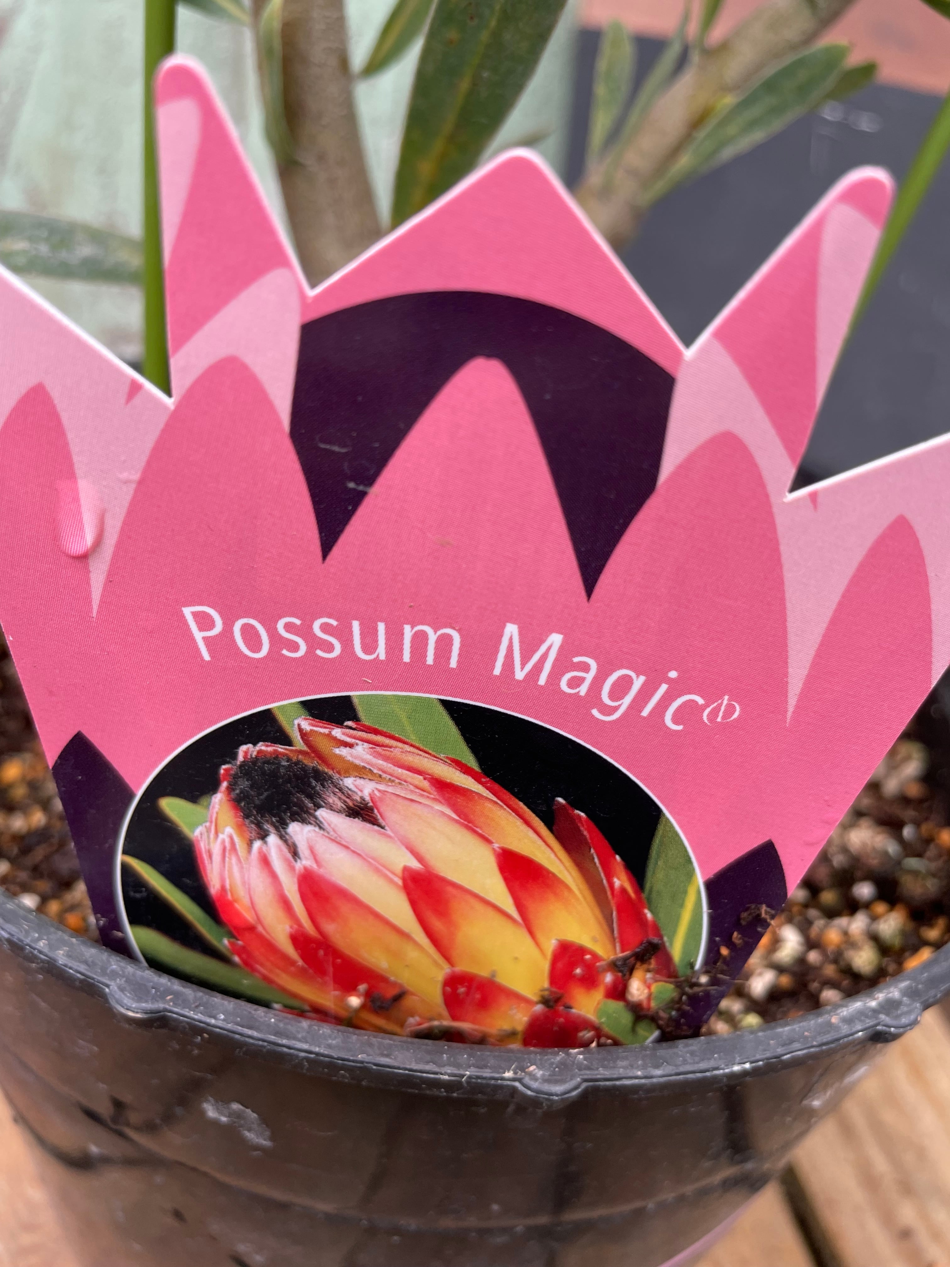 プロテアポッサムマジック　1 大株2フラワー プロテアポッサムマジック 1 大株2フラワー プロテア ポッサムマジック