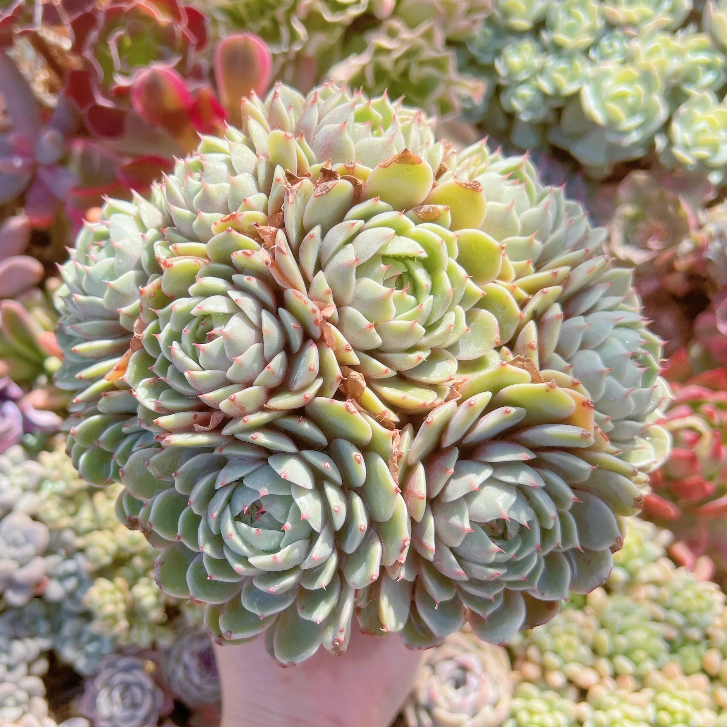 現品　ベンバディス#276　特大群生　新入荷　るる農園