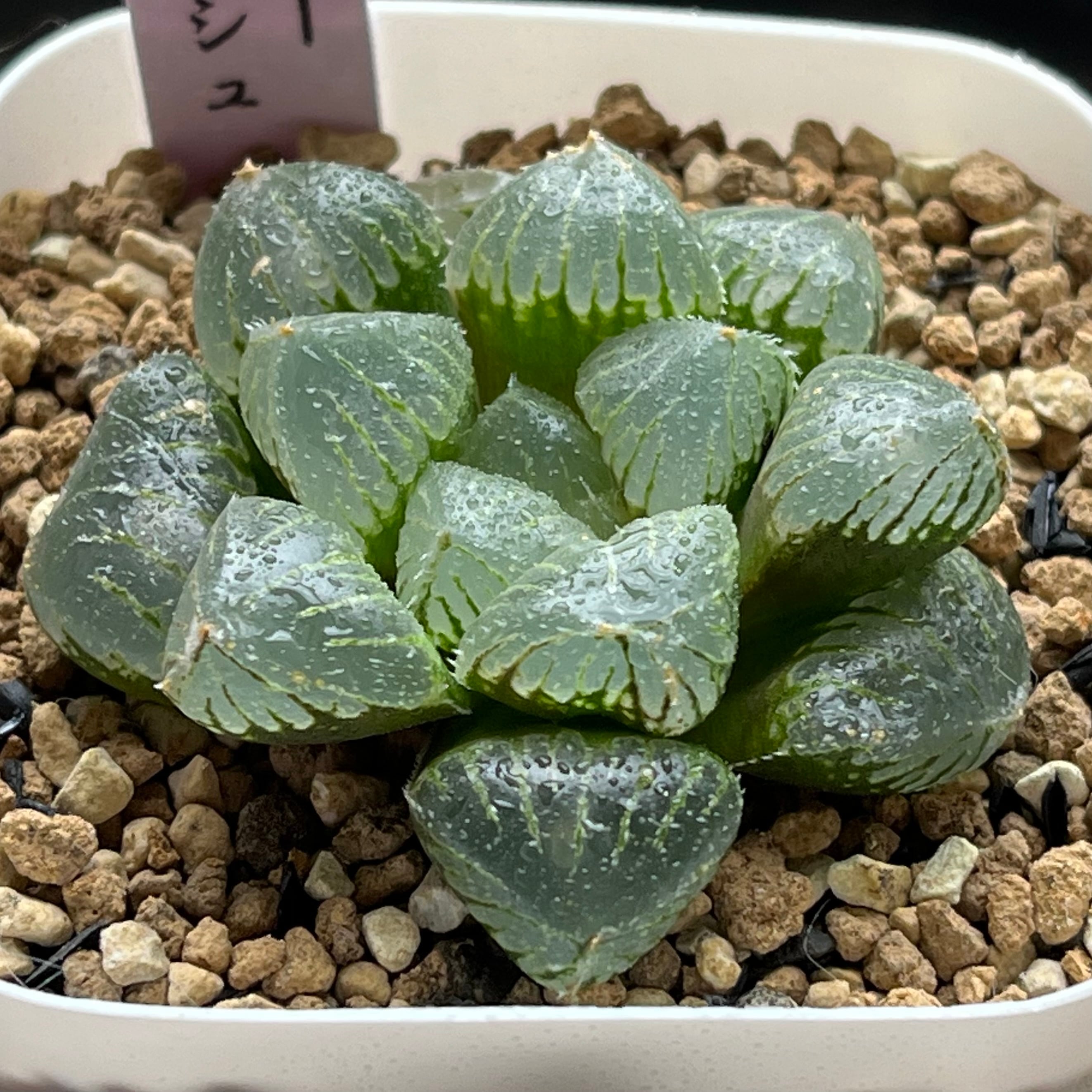 ハオルチア アトロフスカミュータント錦 | mocono_plants
