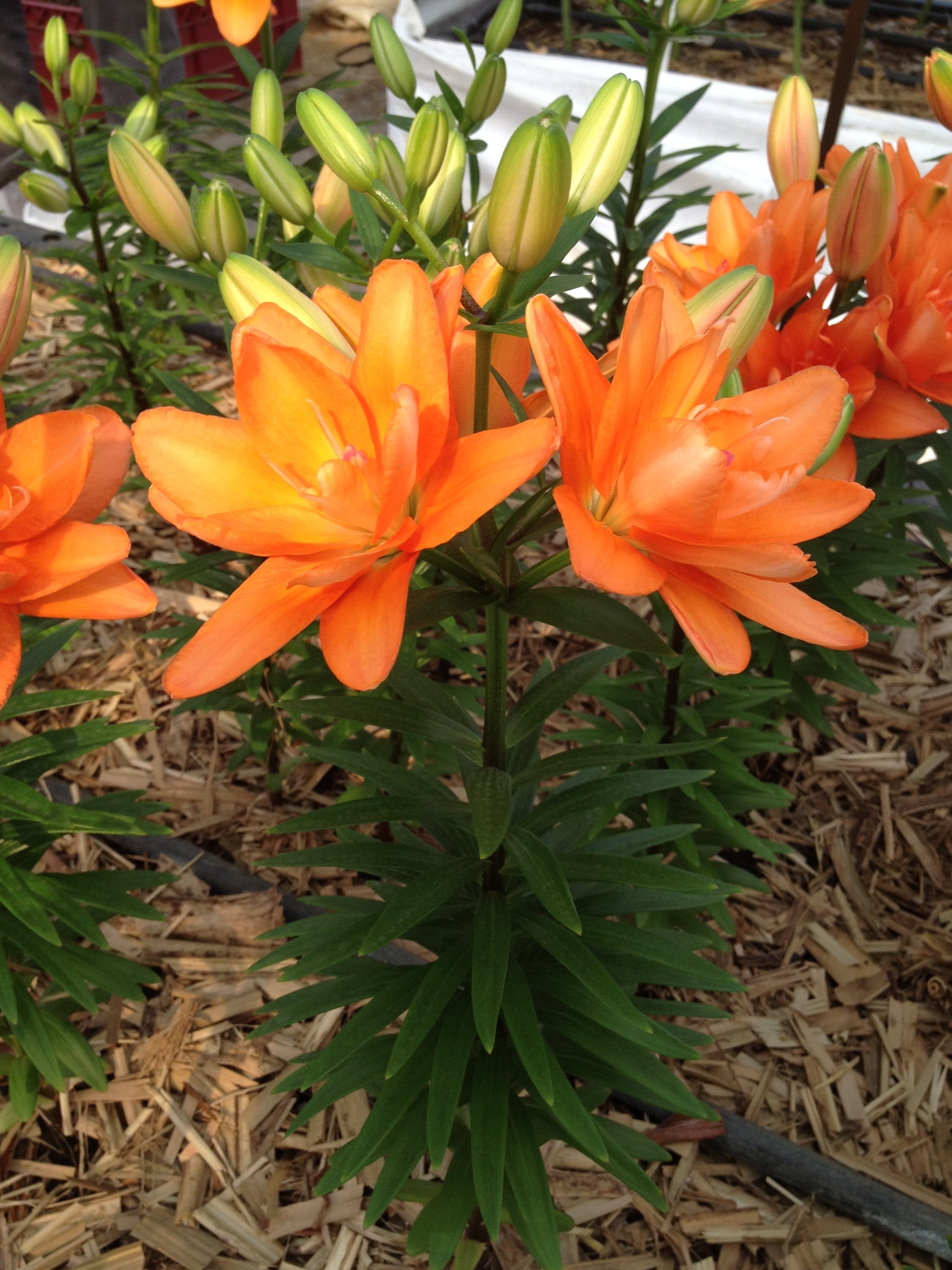 スカシユリ 春植えスカシ八重ゆりオレンジ 黄色ゆりセット球根10球 2品種 5 送料無料 仁田原 にたばる ゆりの花ネットショップ