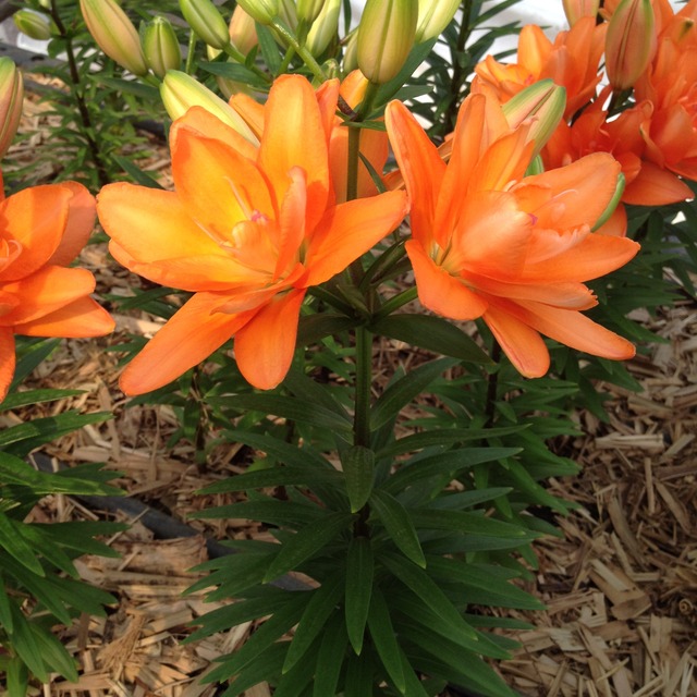 スカシユリ 春植えスカシ八重ゆりオレンジ 黄色ゆりセット球根10球 2品種 5 送料無料 にたばるゆりの花ネットショップ スカシユリ 春植えスカシ八重ゆりオレンジ 黄色ゆりセット球根10球 2品種 5 送料無料 にたばるゆりの花ネットショップ