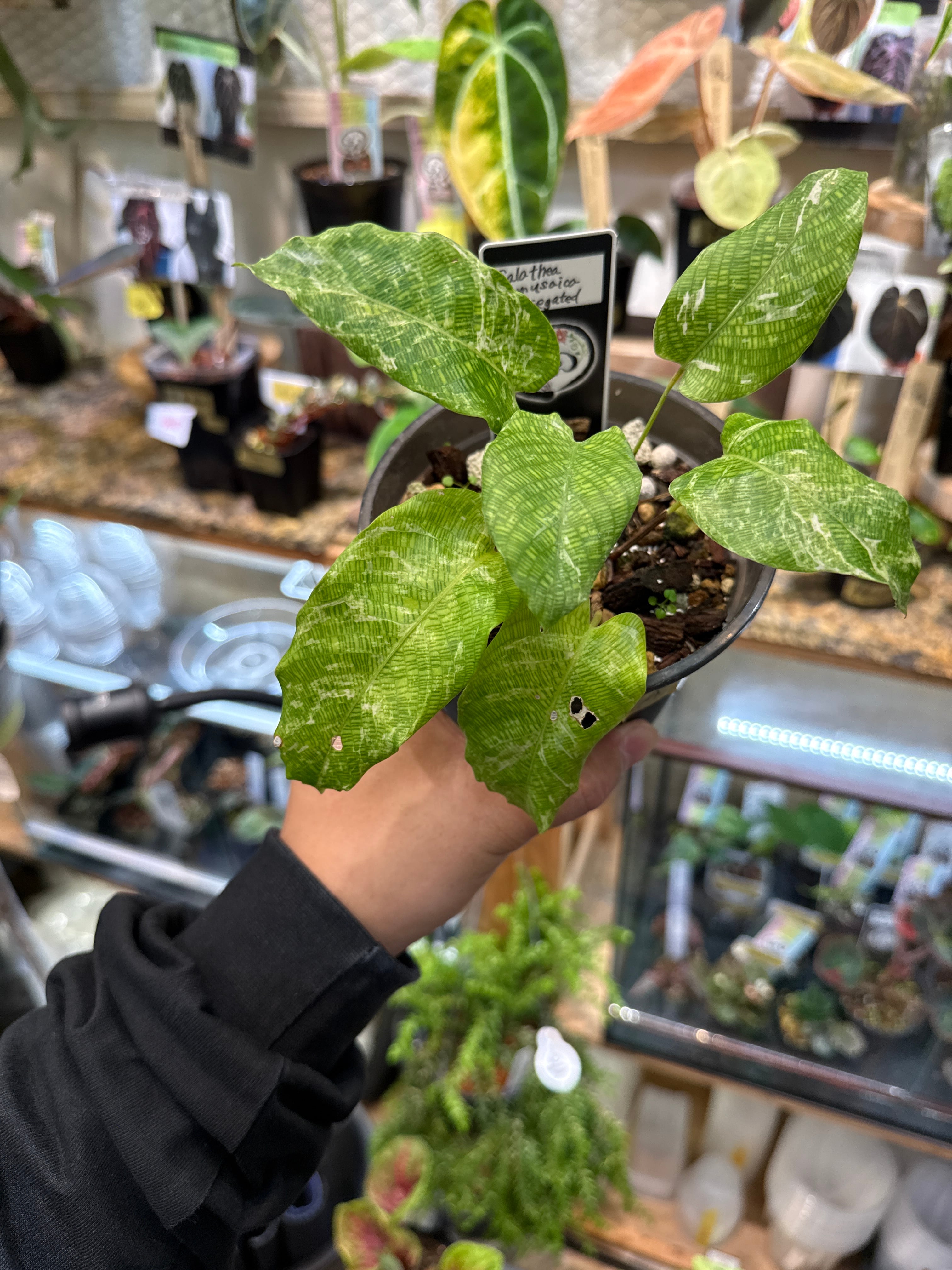 A カラテア ムサイカ斑入り | Gardenえん 【観葉熱帯植物】