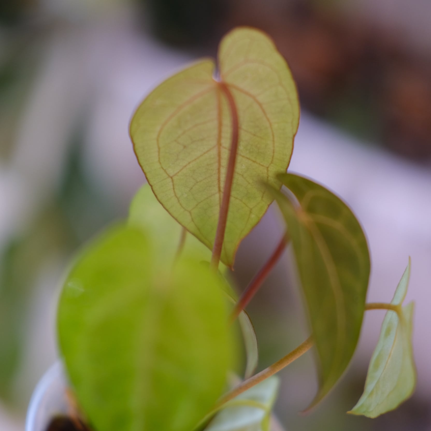 Anthurium Ace of Spades｜アンスリウム エース オブ スペード⑨│観葉