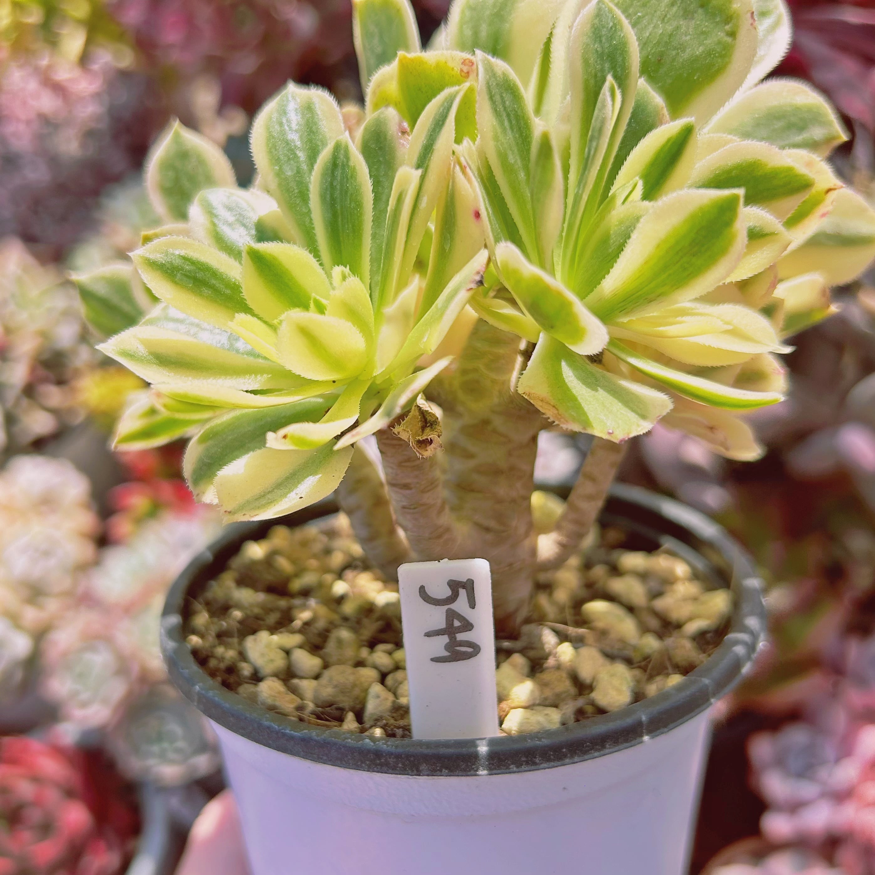 549現物 多肉植物 Aeonium富士錦 特大 抜き苗 | るる農園~多肉 549現物 多肉植物 Aeonium富士錦 特大 抜き苗 | るる農園~多肉