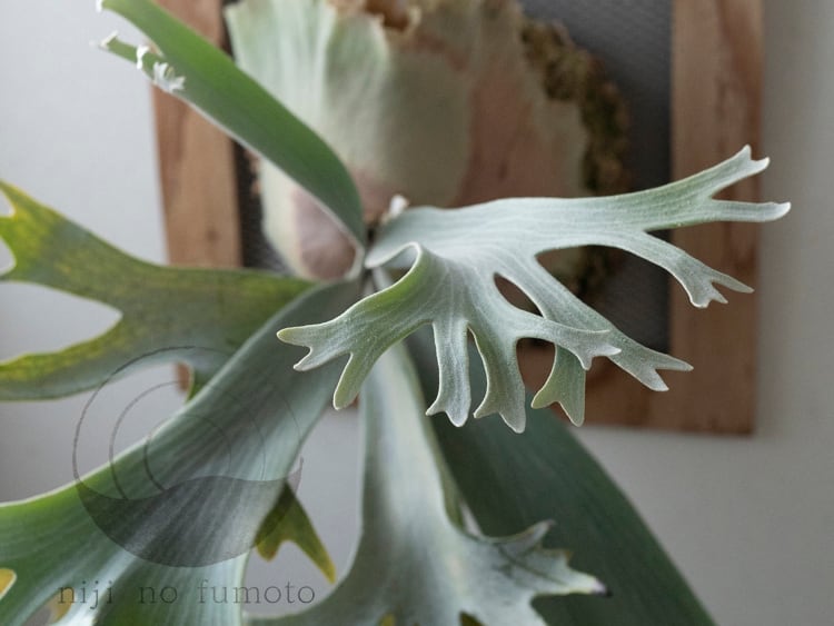 P.E-1 (Bifurcatum sp. white) OC PUP / ビカクシダ E-1子株 25−005