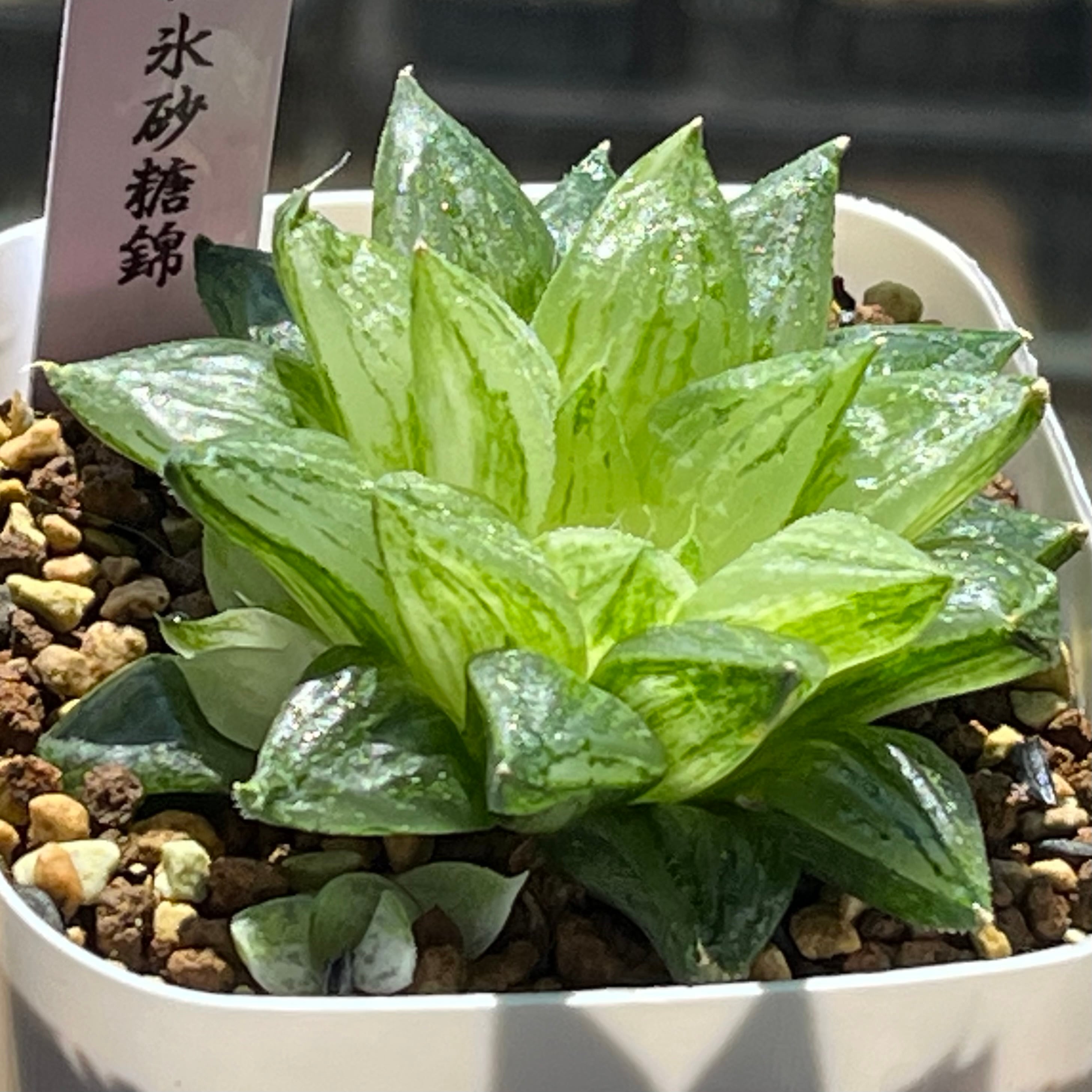 ハオルチア 旧氷砂糖(子株付き)① | mocono_plants