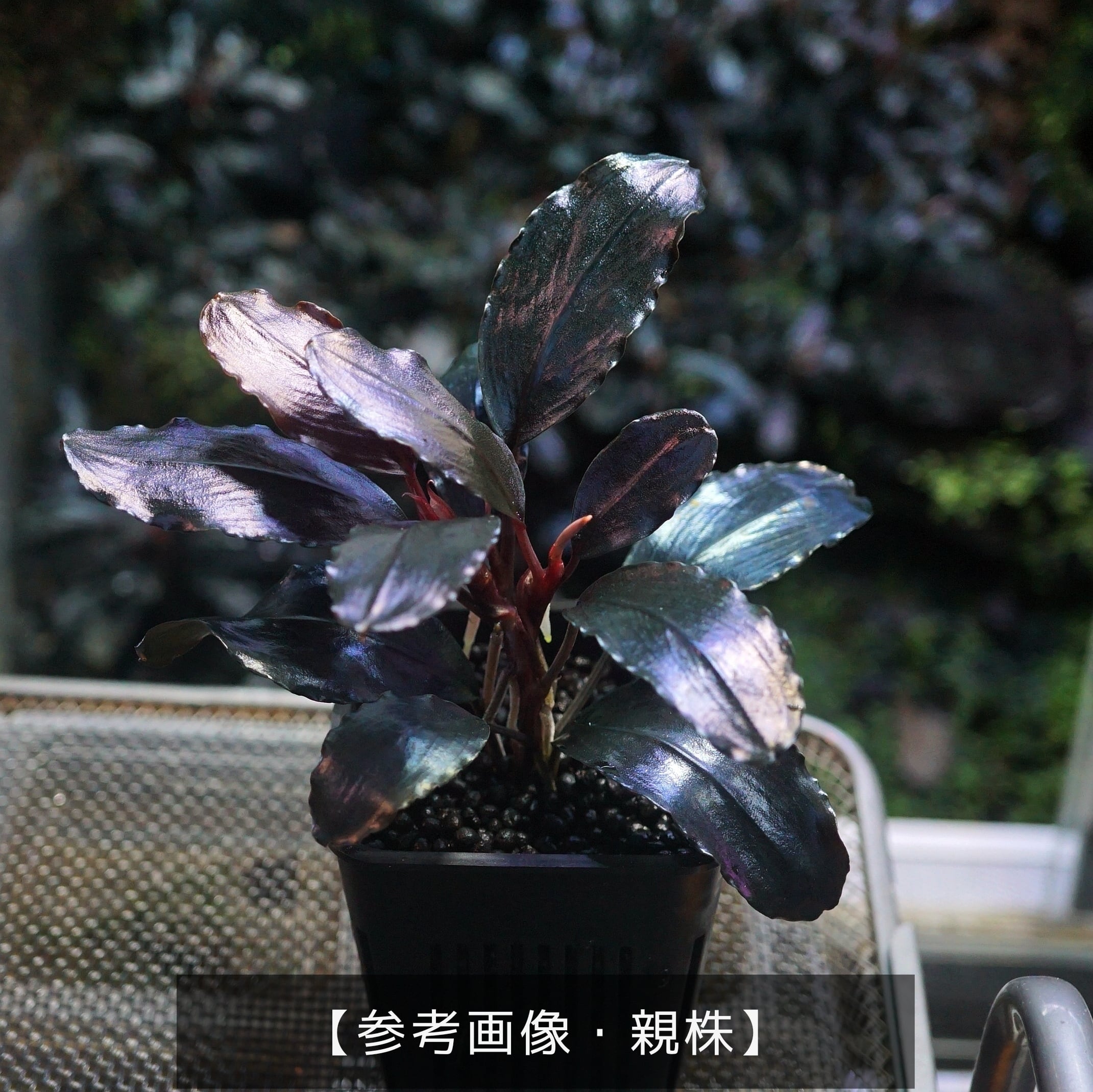 小株仕立て】アグラオネマ・カーティシー Aglaonema nitidum 小株仕立て】アグラオネマ・カーティシー Aglaonema nitidum