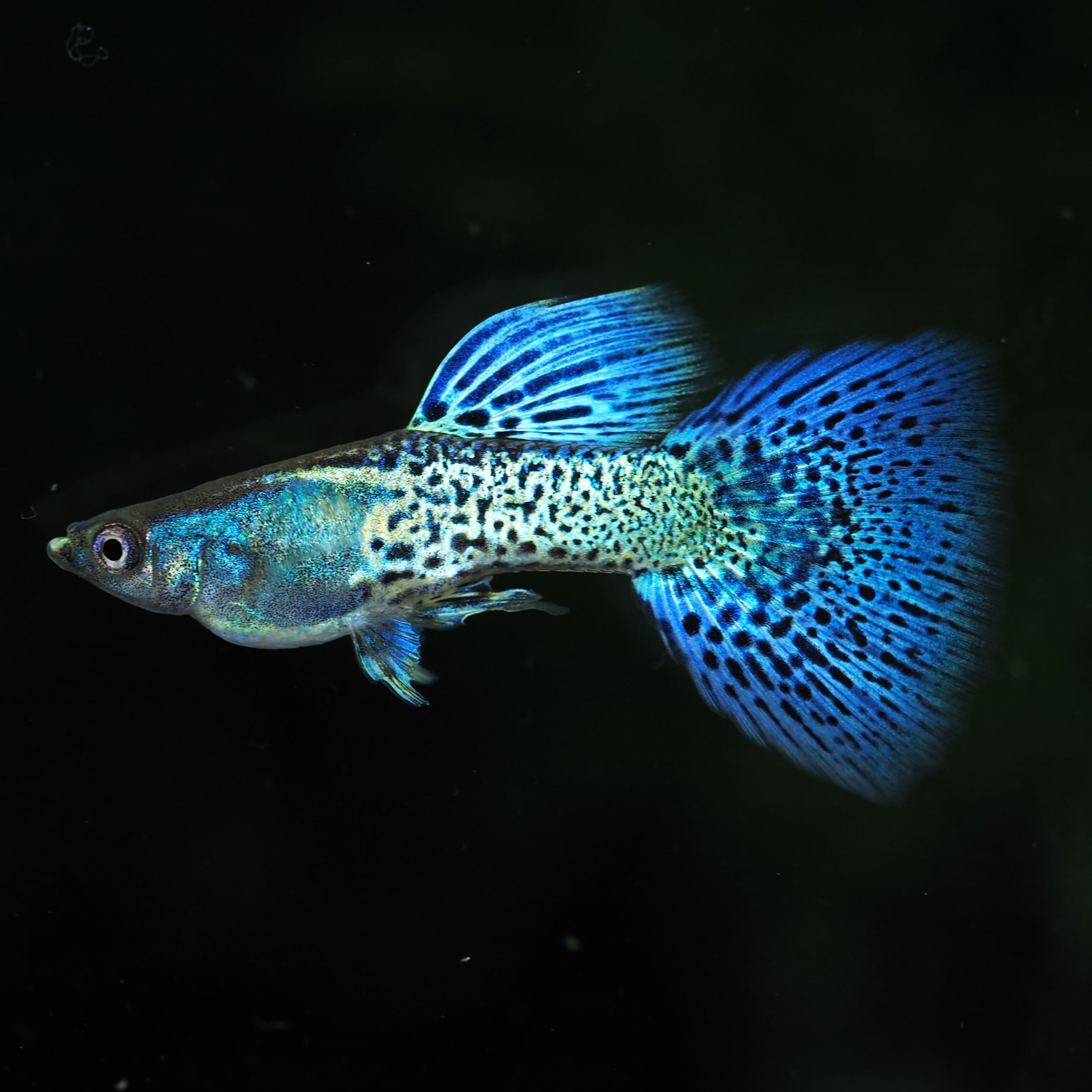   フルーテッド ハーフレース ピクルスディッシュ 現物】メタルシルバーブルーレースビッグドーサル 1ペア(No.1