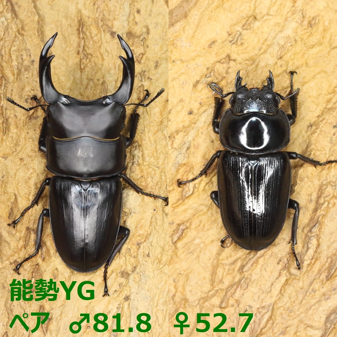 白眼 タランドゥスオオツヤクワガタ 雄 | Pay ID