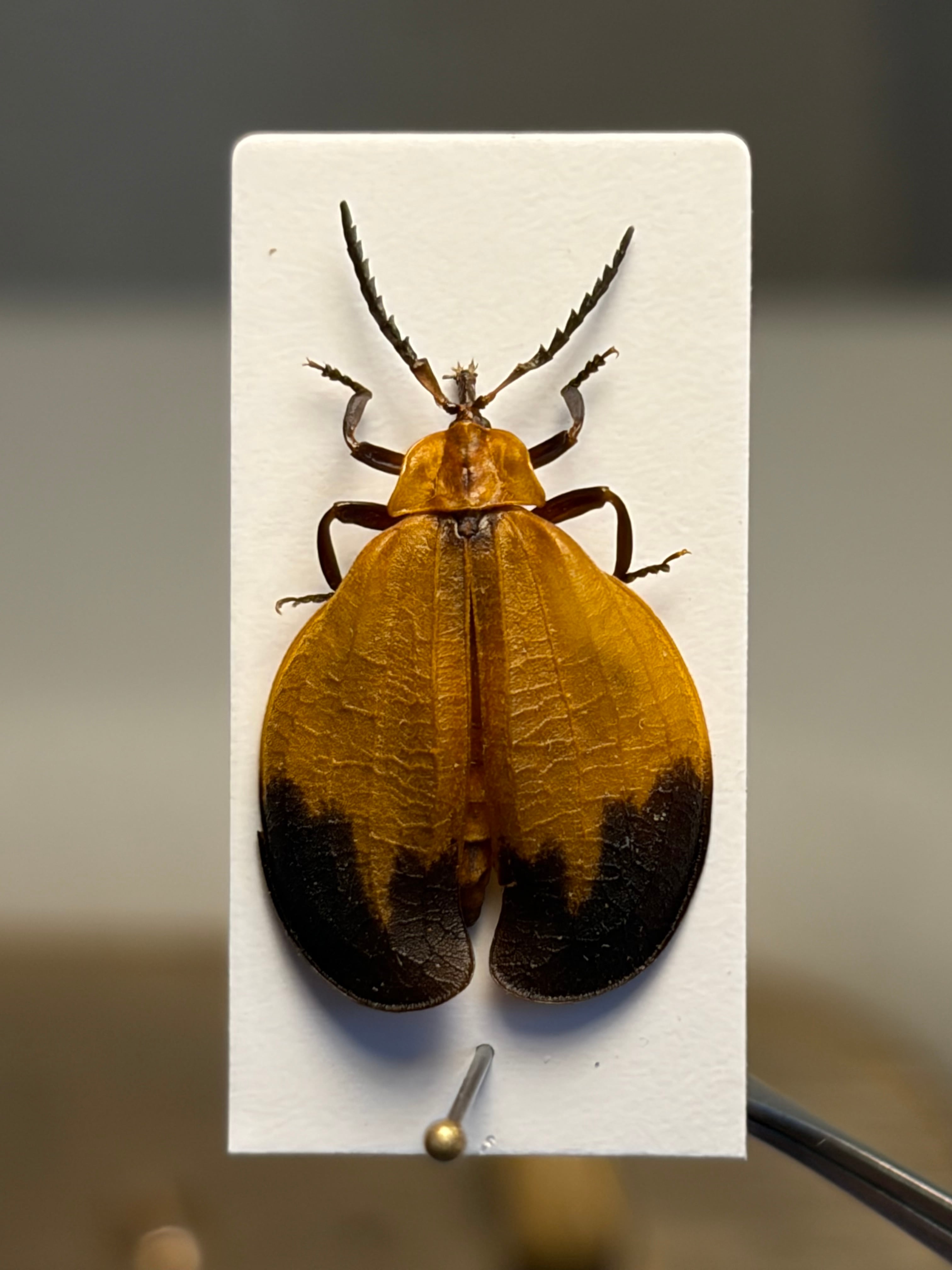 ベニボタルの一種 昆虫標本　ホタル標本　蛍タランチュラムカデセンチピードサソリ ベニボタルの一種 昆虫標本 ホタル標本 蛍タランチュラムカデ