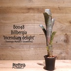 【送料無料】Billbergia 'Incendiary delight'〔ビルベルギア〕現品発送B0048