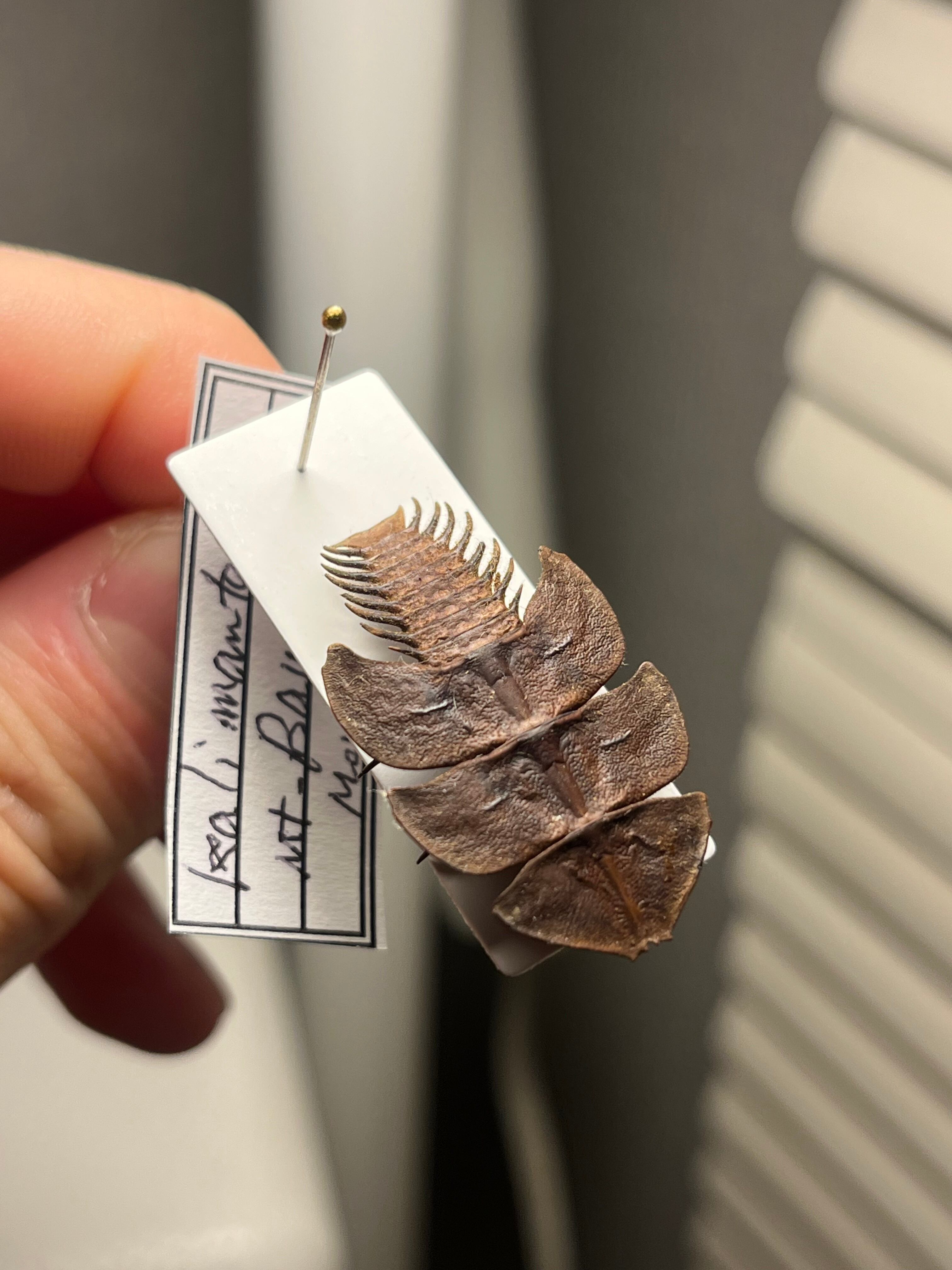 サンヨウベニボタルの昆虫標本 ホタル標本 蛍タランチュラムカデ