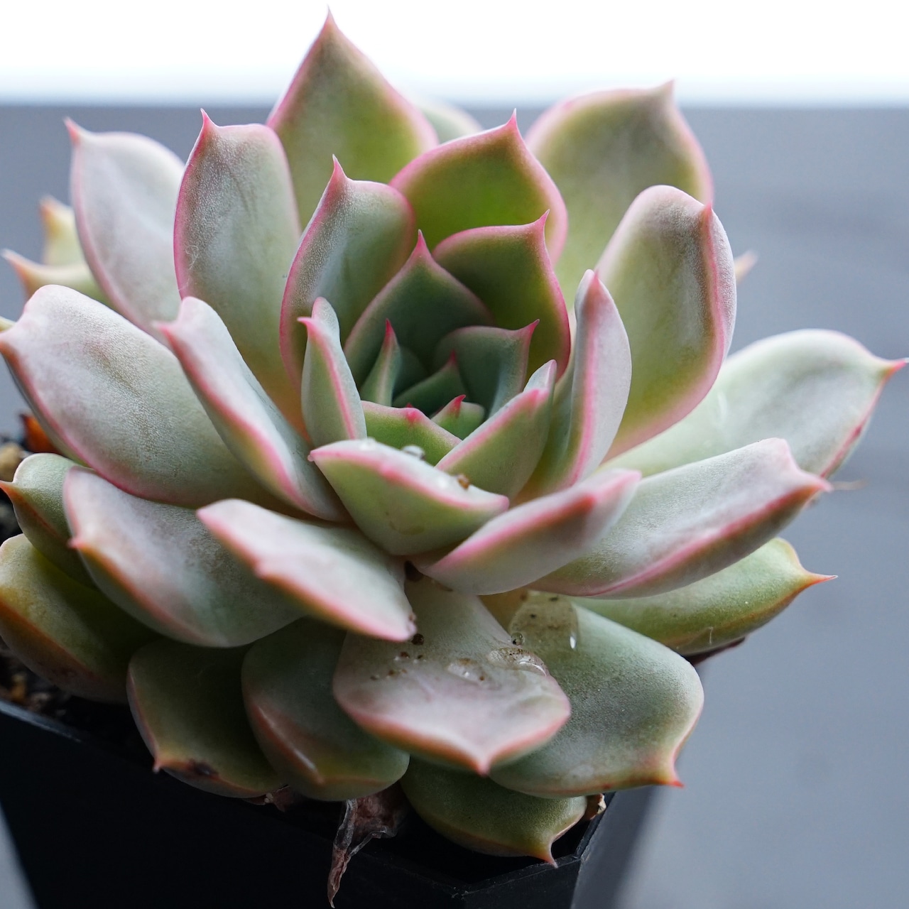 抜き苗 アリカ Echeveria 'Alica'