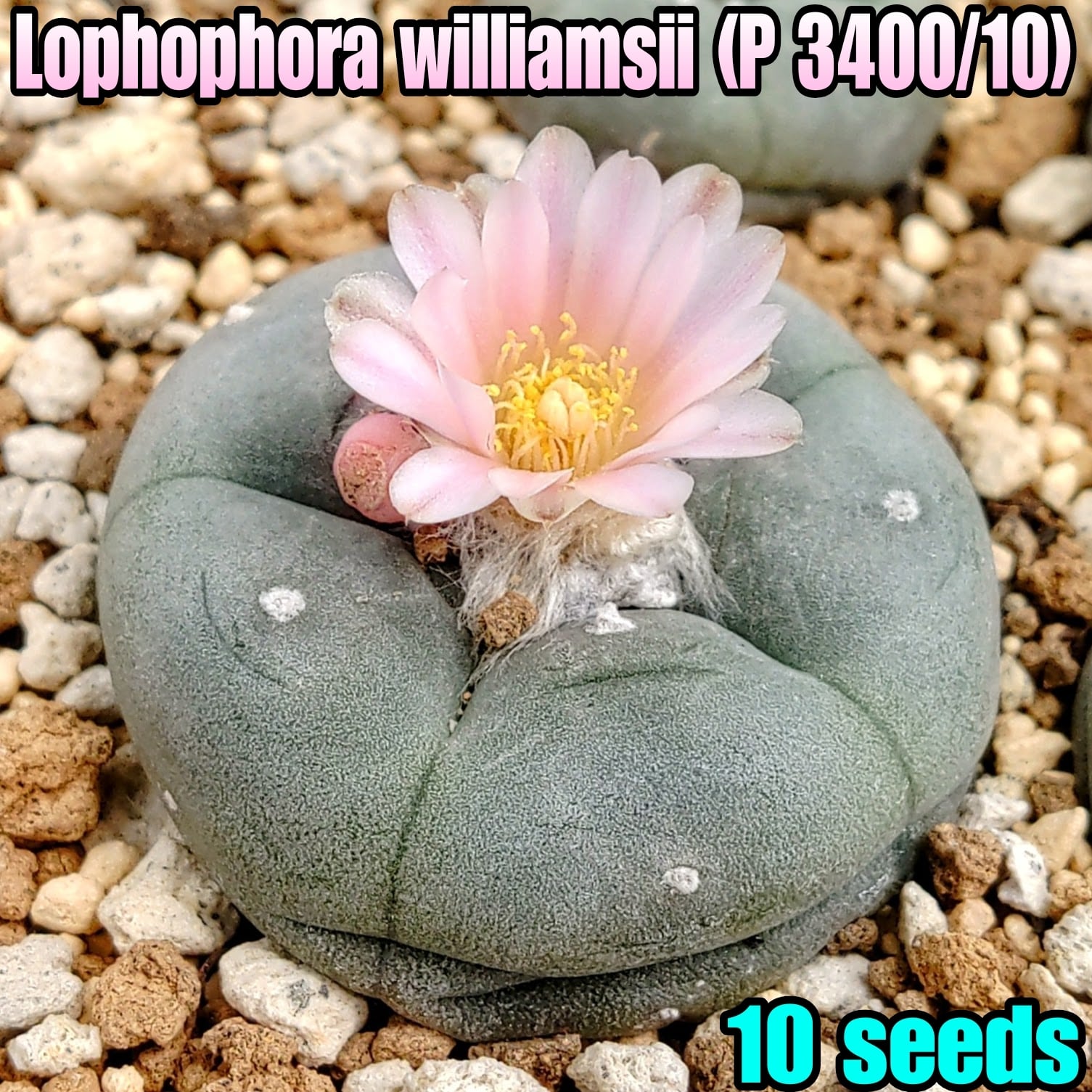 種子/10粒】Lophophora williamsii (P 3400/10)/ロフォフォラ