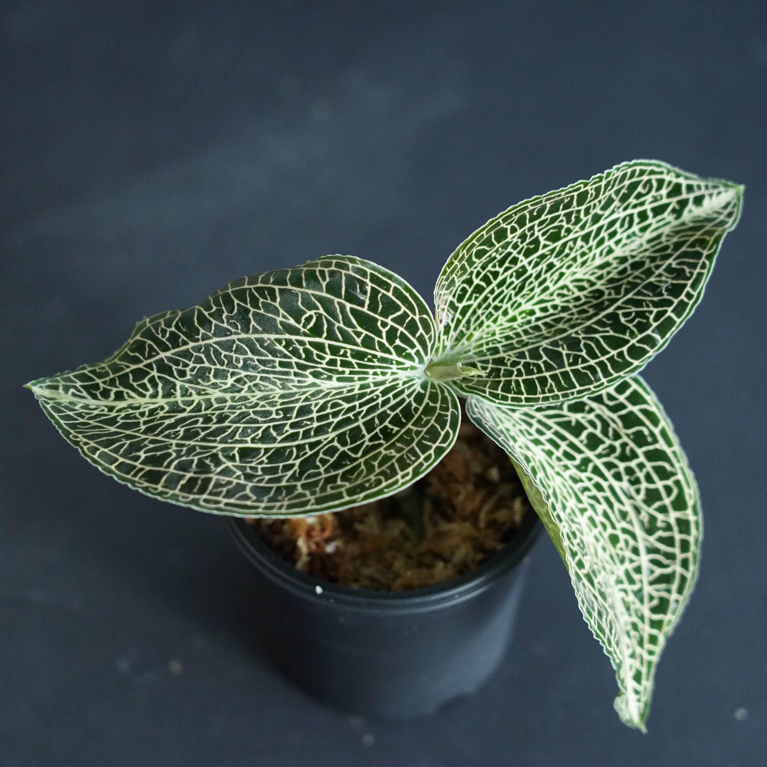 ◇現品◇アネクトキルスsp. （hybrid）【ジュエルオーキッド宝石蘭