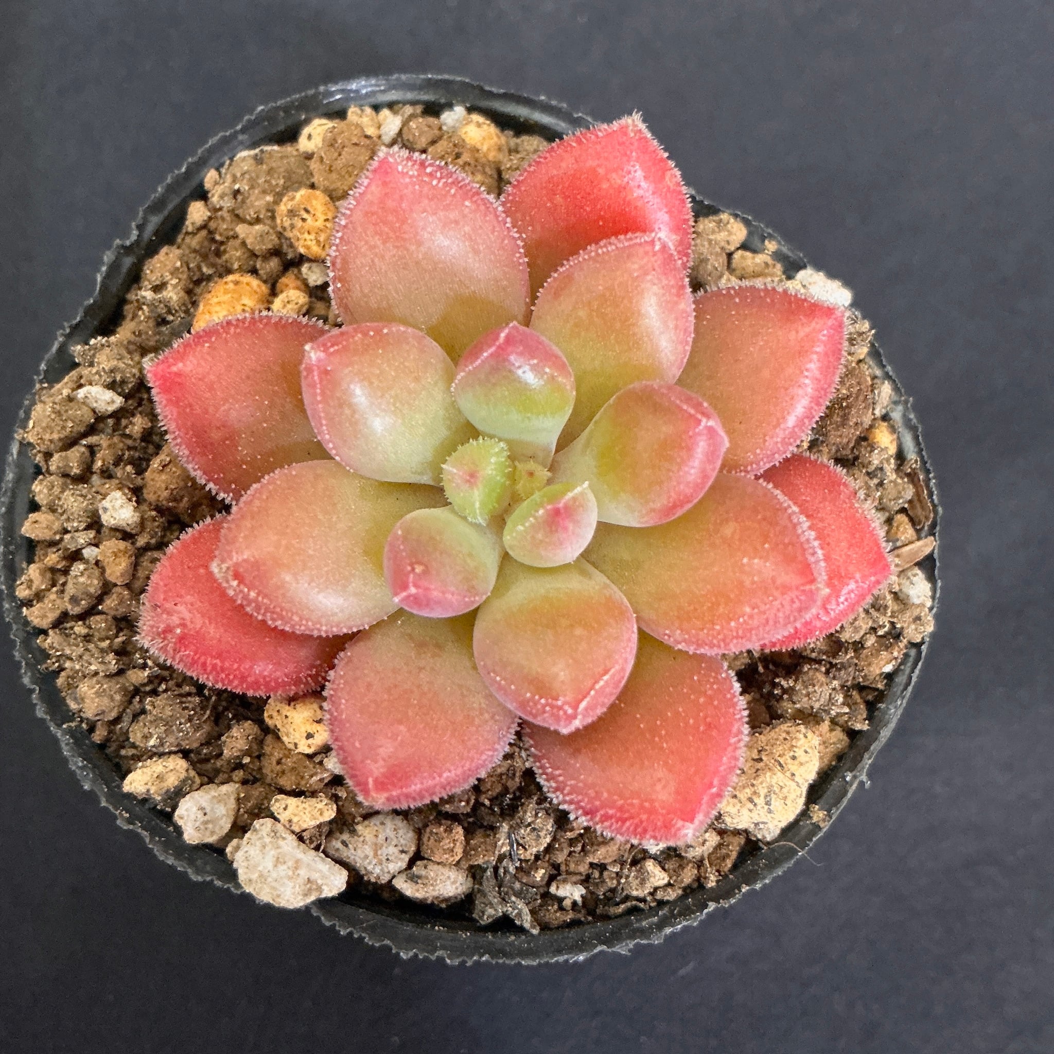 多肉アン命名 玉響（たまゆら）② | 多肉アン