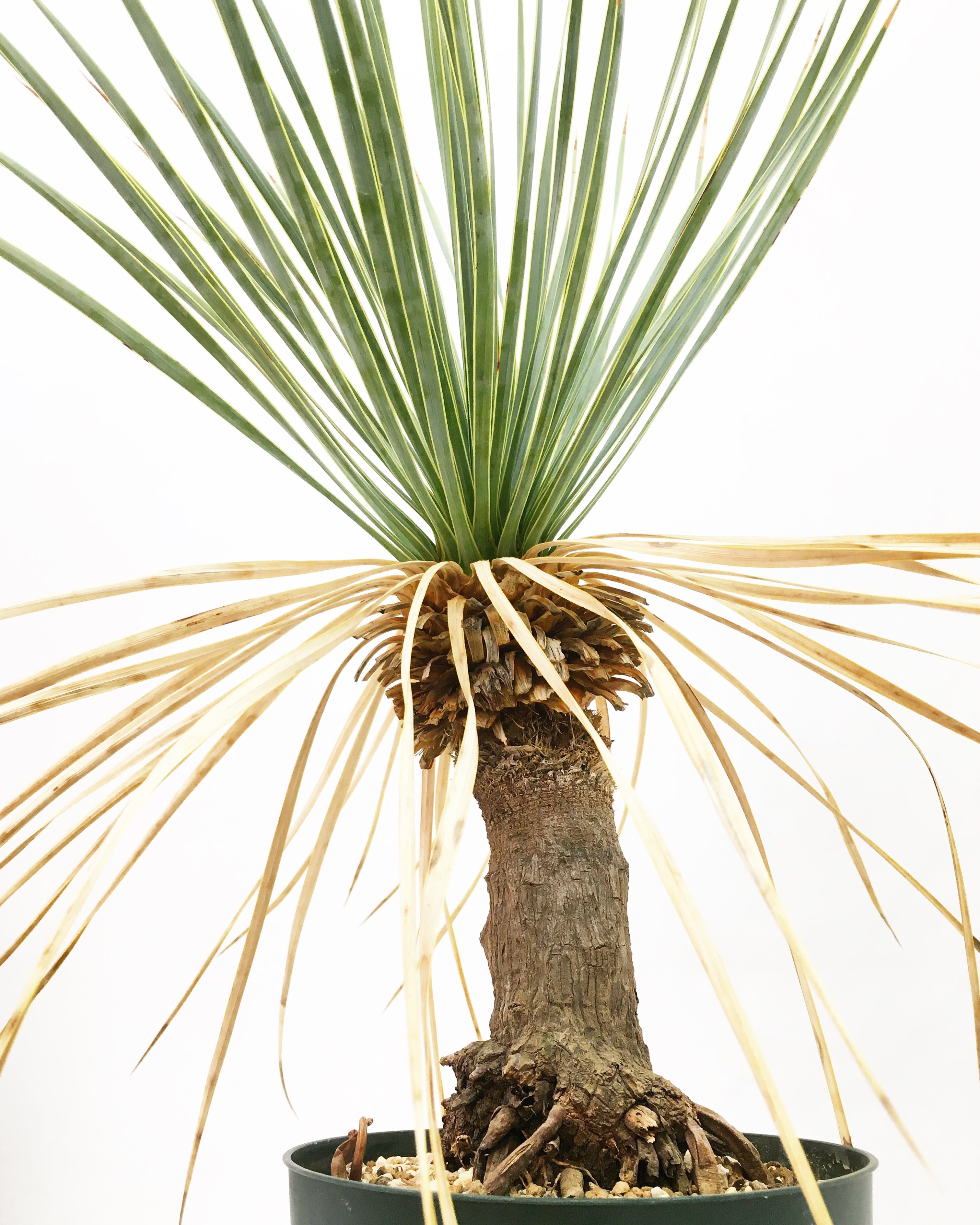 ユッカ ロストラータ Yucca rostrata 20210806 | SPG 'for sale'