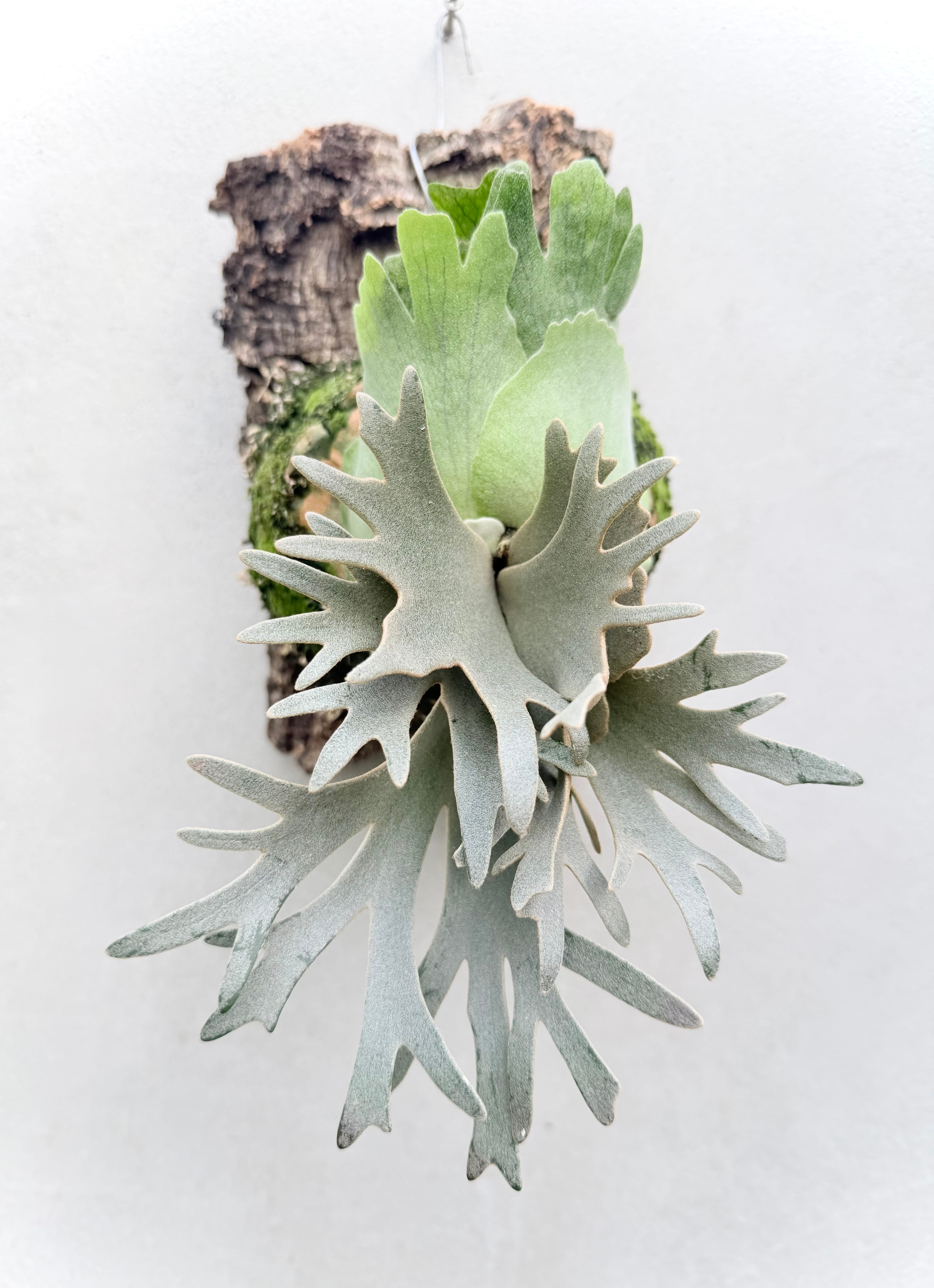 ビカクシダ ssfoong 親株vandaka plantsおまけ付き ビカクシダ ssfoong 親株vandaka plantsおまけ付き ビカクシダ 4種