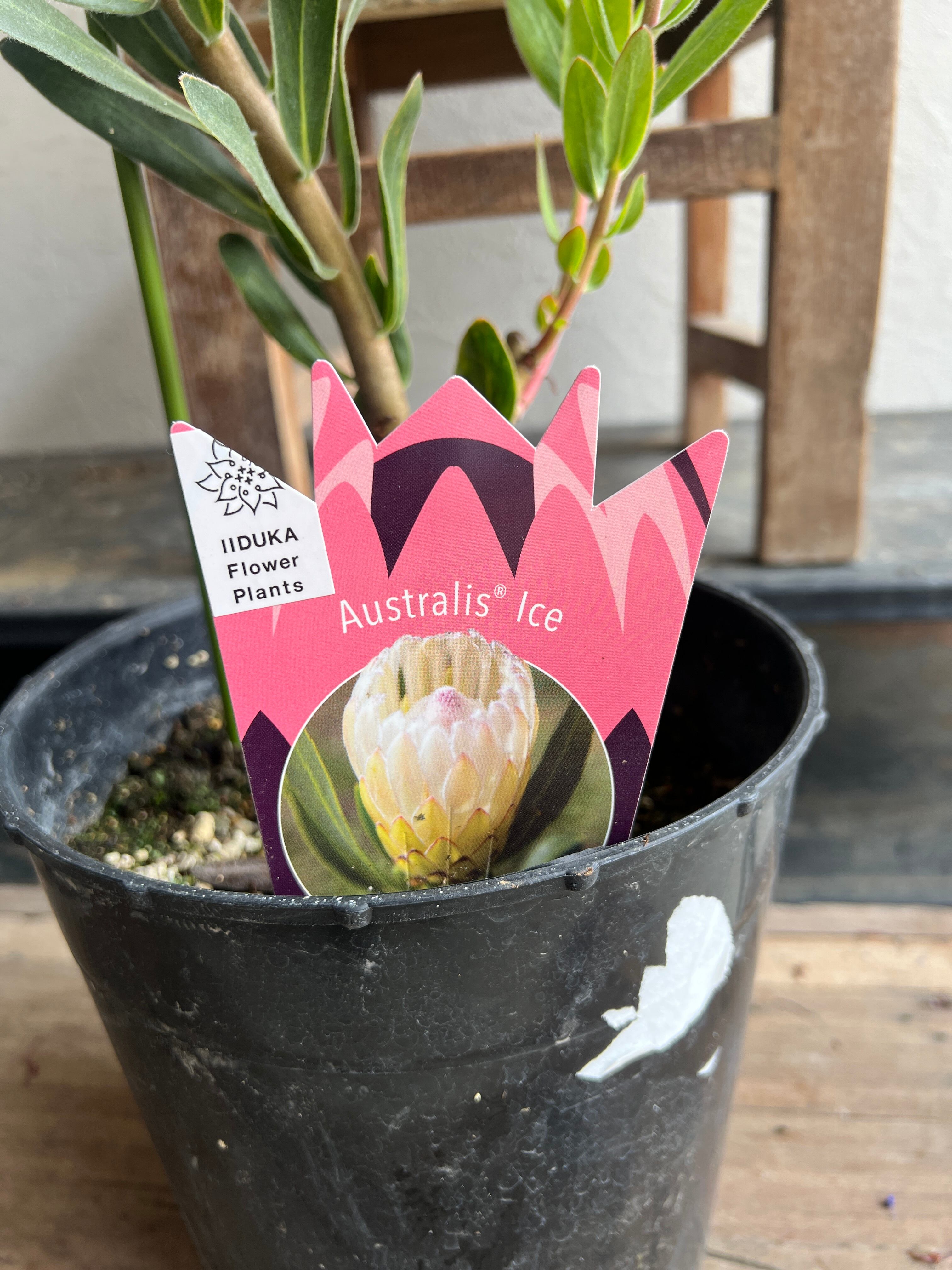 プロテア　オーストラリスアイス　5号（バンクシア、グレビレア、リューカデンドロン プロテア オーストラリスアイス 5号（バンクシア、グレビレア