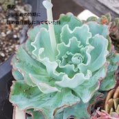 抜き苗 バークレー Echeveria 'Berkeley'