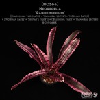 【送料無料】Neoregelia 'Pandemonium'〔ネオレゲリア〕現品発送N0564