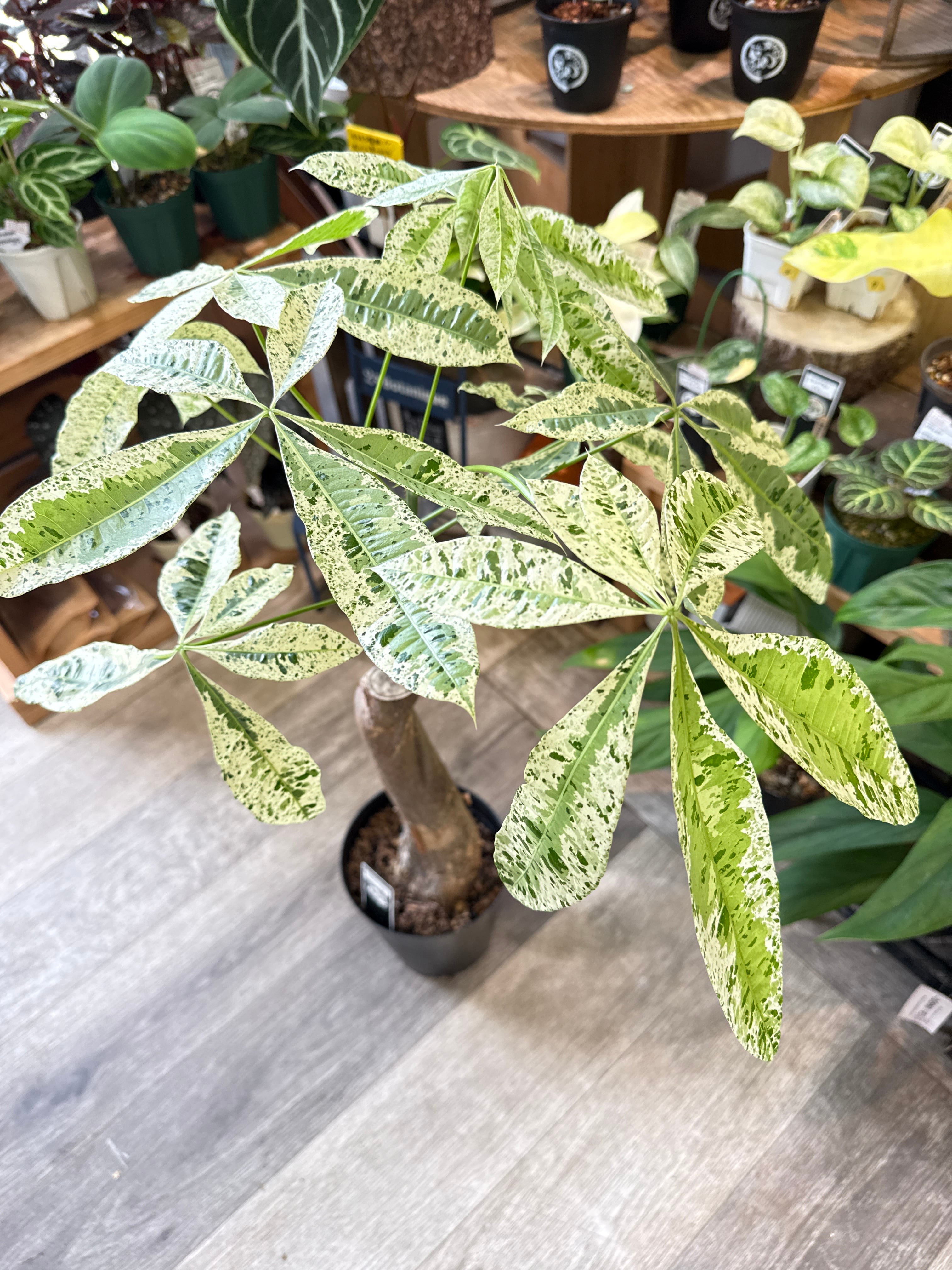 ネムノキ斑入り 7号 | Gardenえん 【観葉熱帯植物】