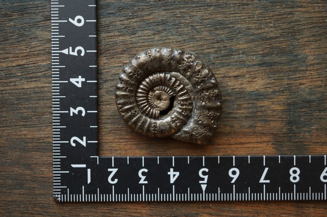 イギリス産黄鉄鉱化アンモナイト  Pyritized Ammonite 2312