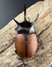 【WD】《サンボンヅノカブト 71mm ペア》