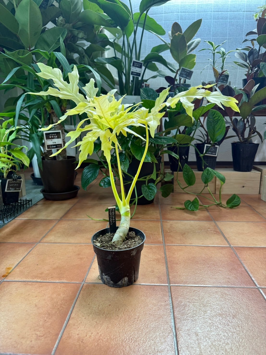 ワルセヴィッチフラバム オーレア フィロデンドロン ① 観葉植物 4号