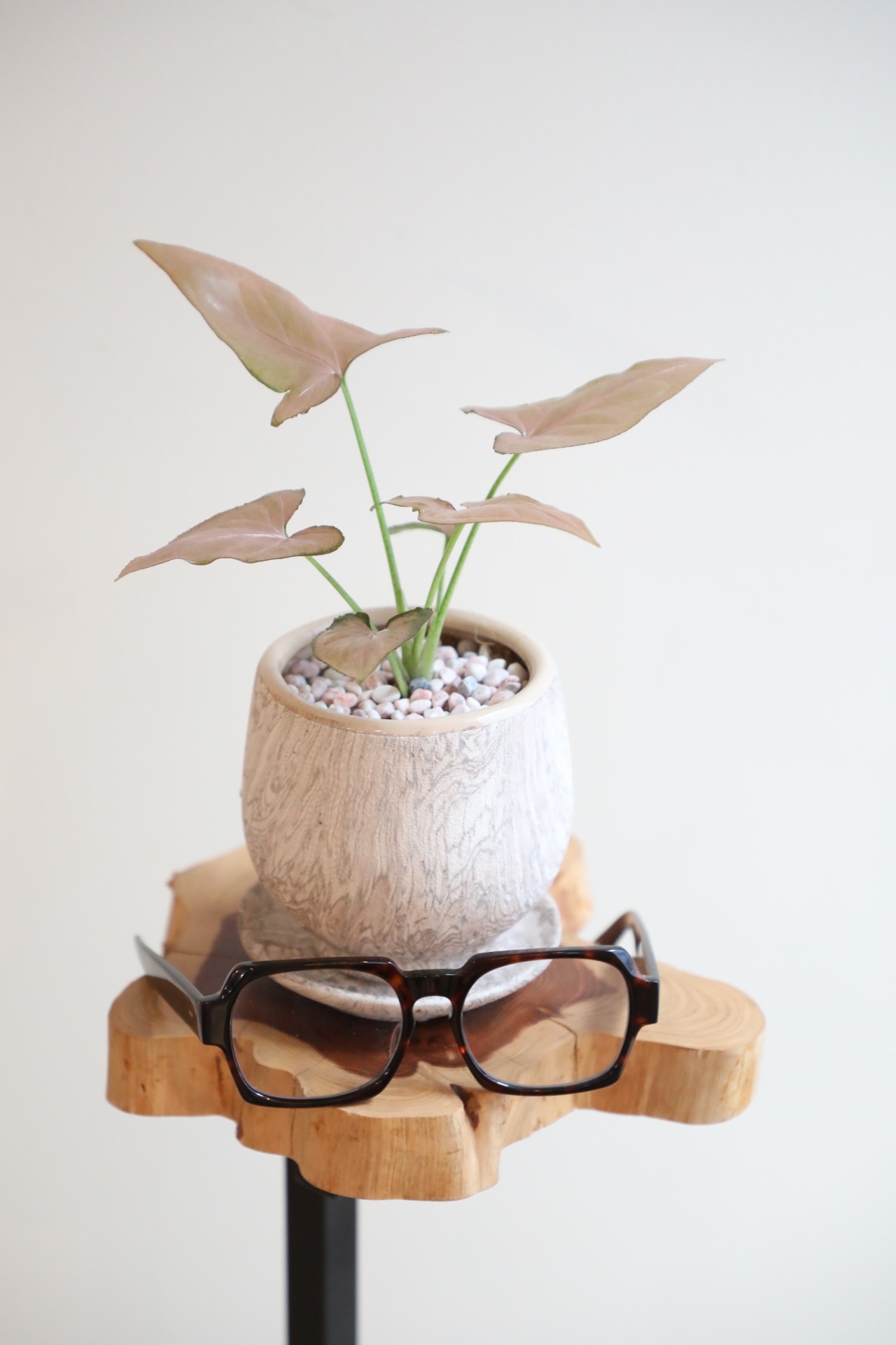 【S】シンゴニウム ネオンSyngonium　※陶器鉢付き