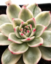 カット苗 インディゴエボニー Echeveria 'Indigo Ebony Variegated'