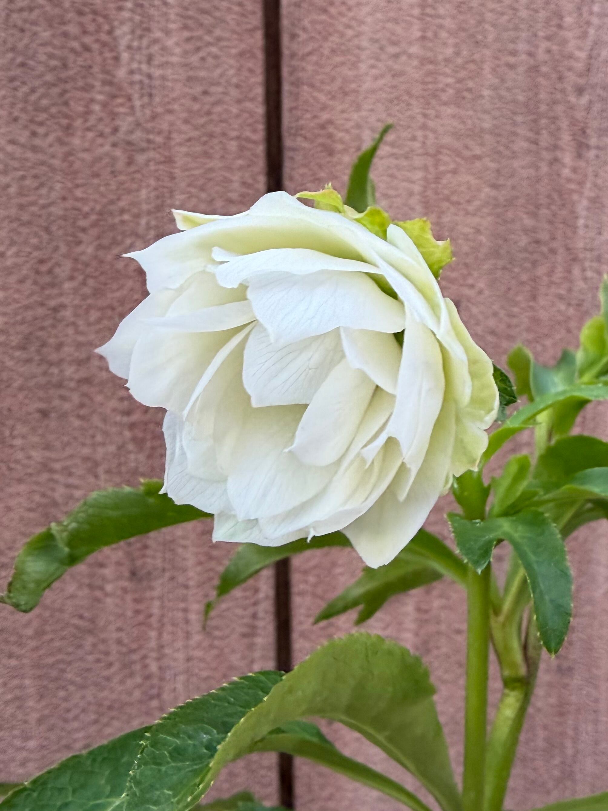 ヒデコート系ダブル白 若泉ファーム クリスマスローズ【Wa06】送料無料