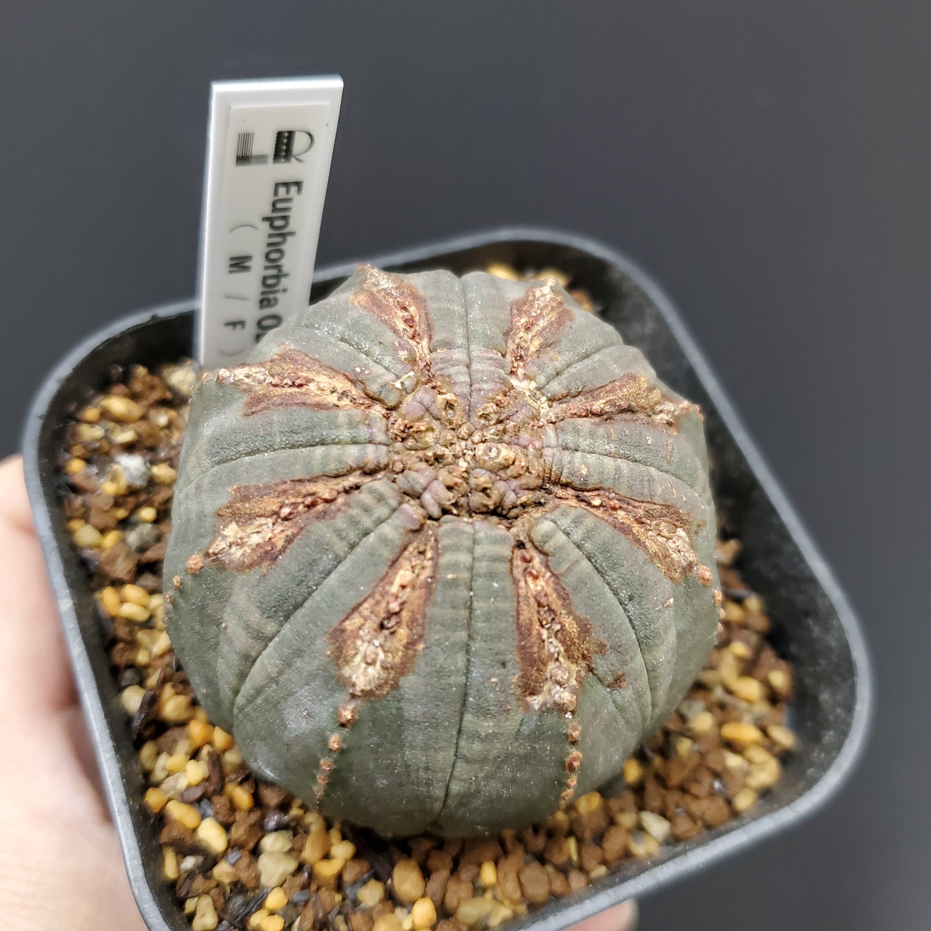 【成長点異常】 Euphorbia Obesa ユーフォルビア オベサ 木質化 ...