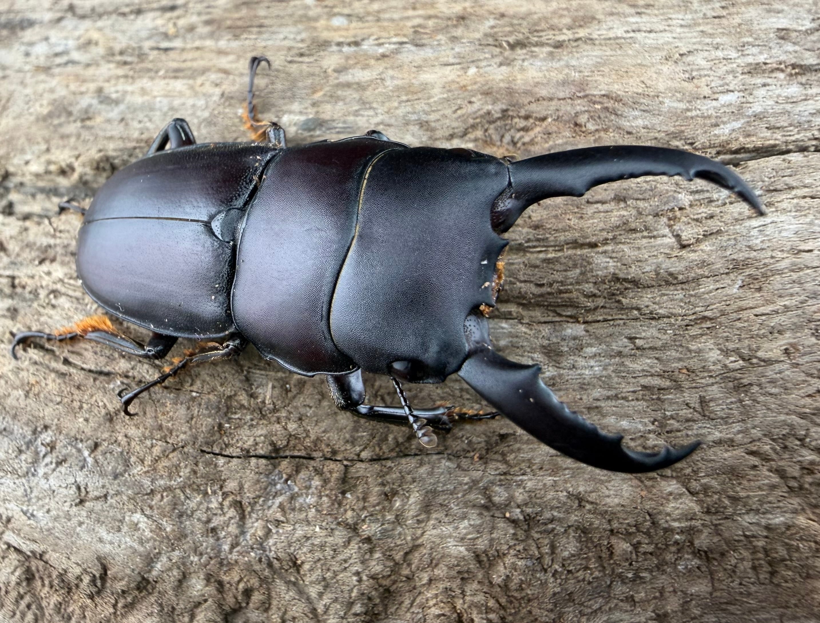 WD】《イミタトールミヤマ（イミテーターミヤマ） 39.5mm ペア》 | Pay ID